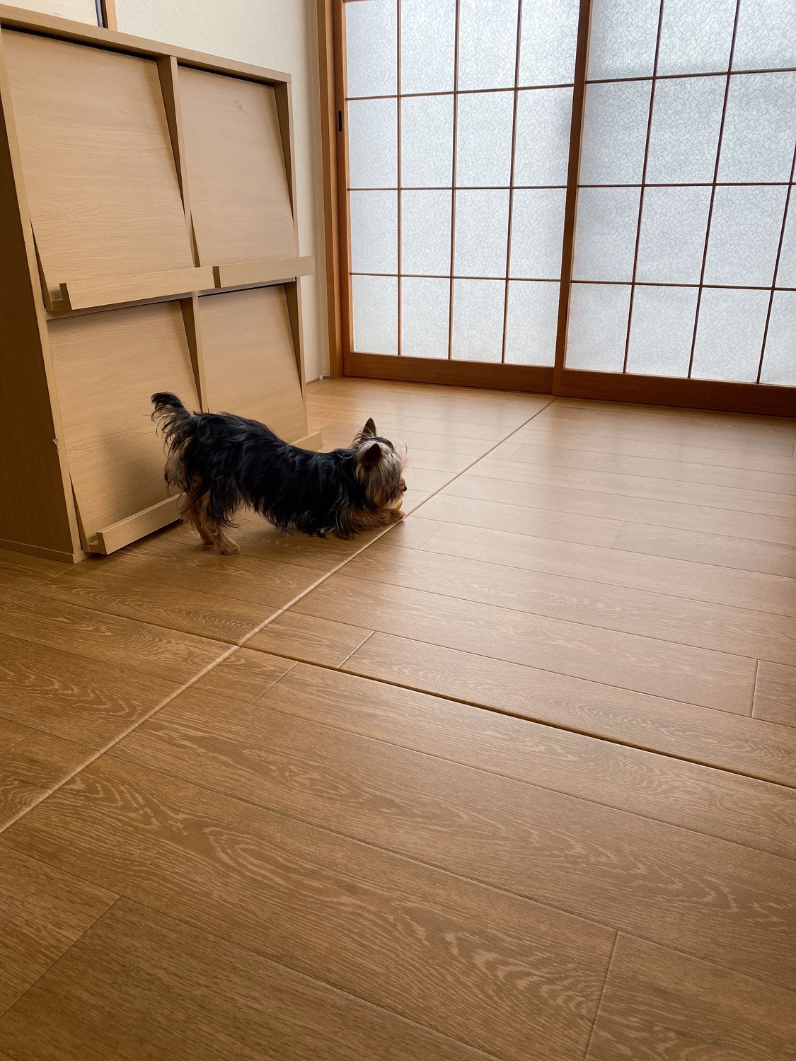 和室でペットが暮らす畳として最適「リフォーム畳®」は滑りにくく、キズ付きにくく、掃除が楽で、消臭加工です！走り回る元気なワンちゃんにも、老犬介護にも最適です！
