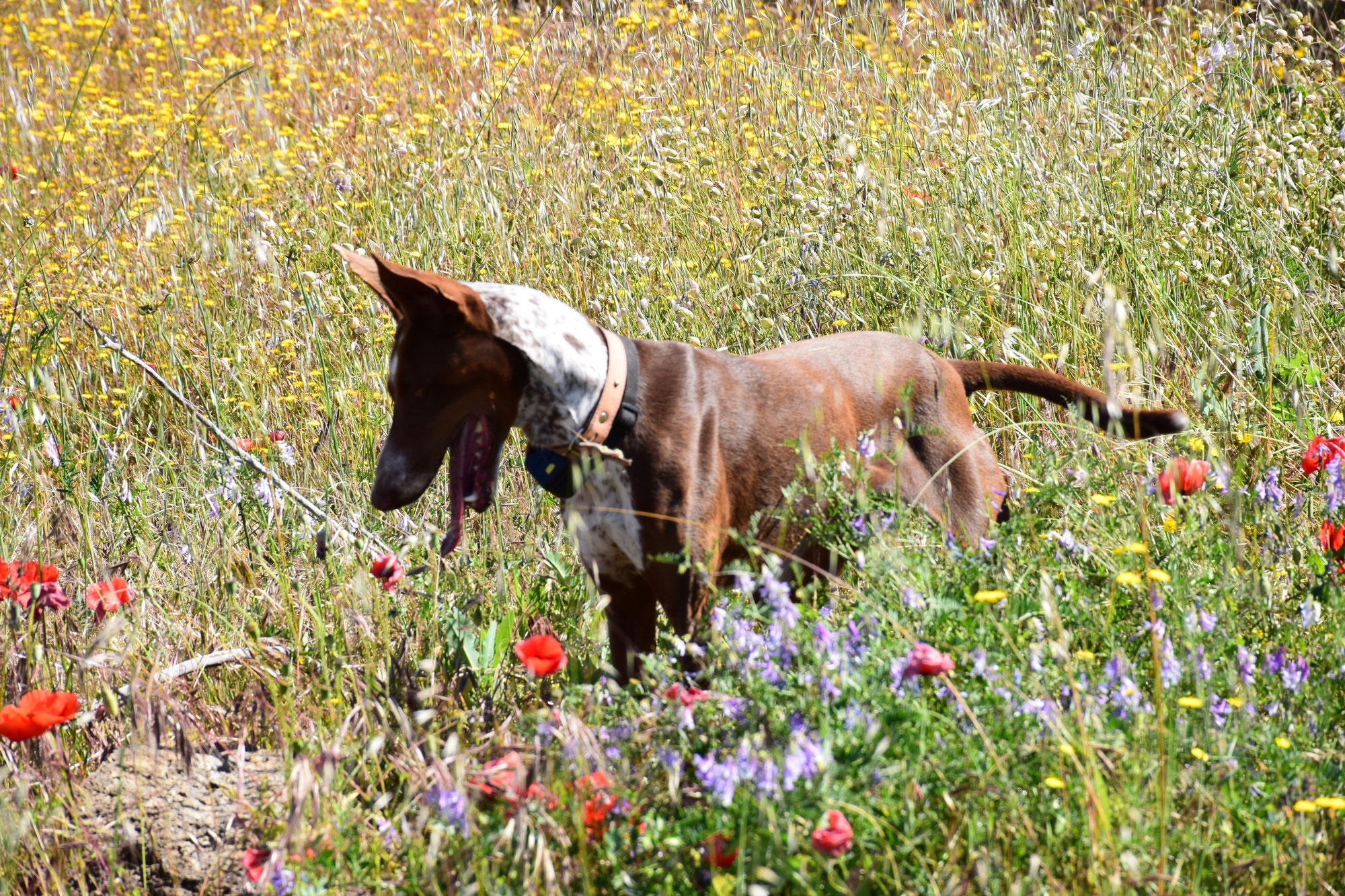 Urlaub mit Hund auf Teneriffa