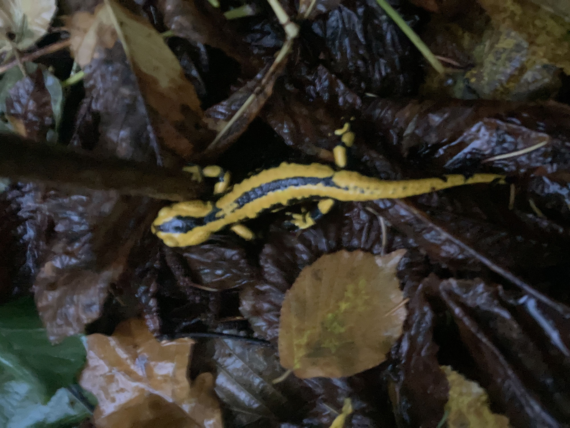 Feuersalamander