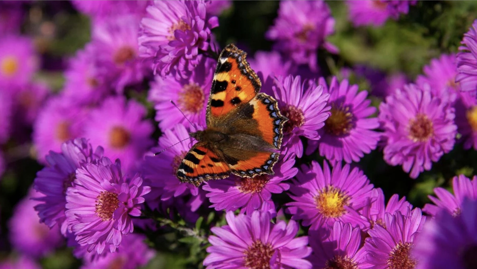 Naturnaher Gartenbau in München - nachhaltig, lebendig, pflegeleicht