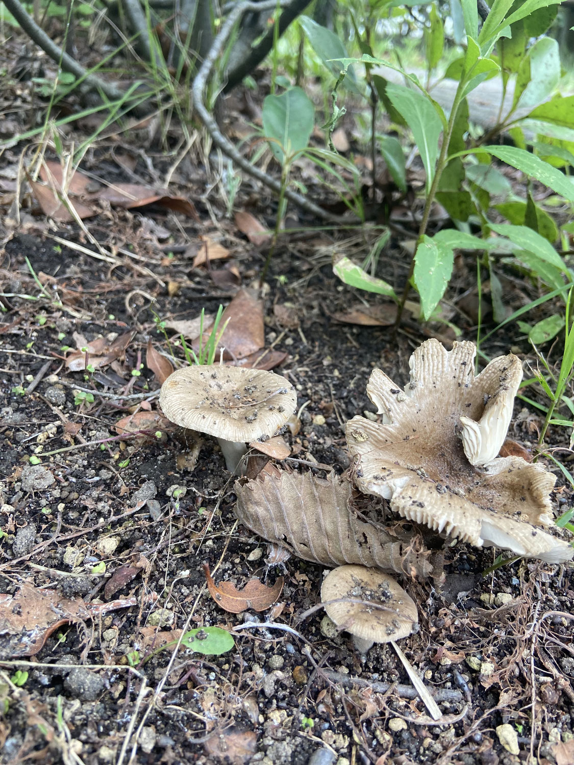 こんな所にキノコ🍄❗️❓