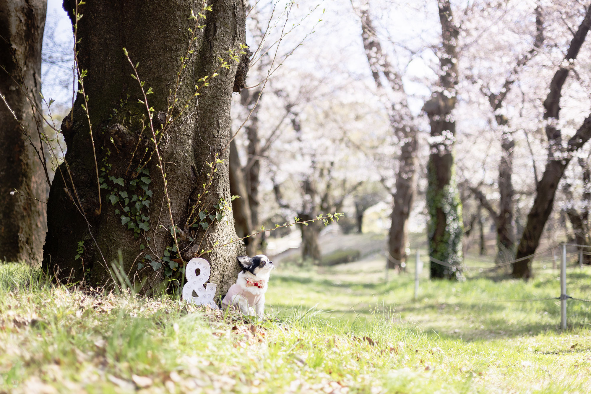 オンライン写真展【＆】5th  エントリー募集