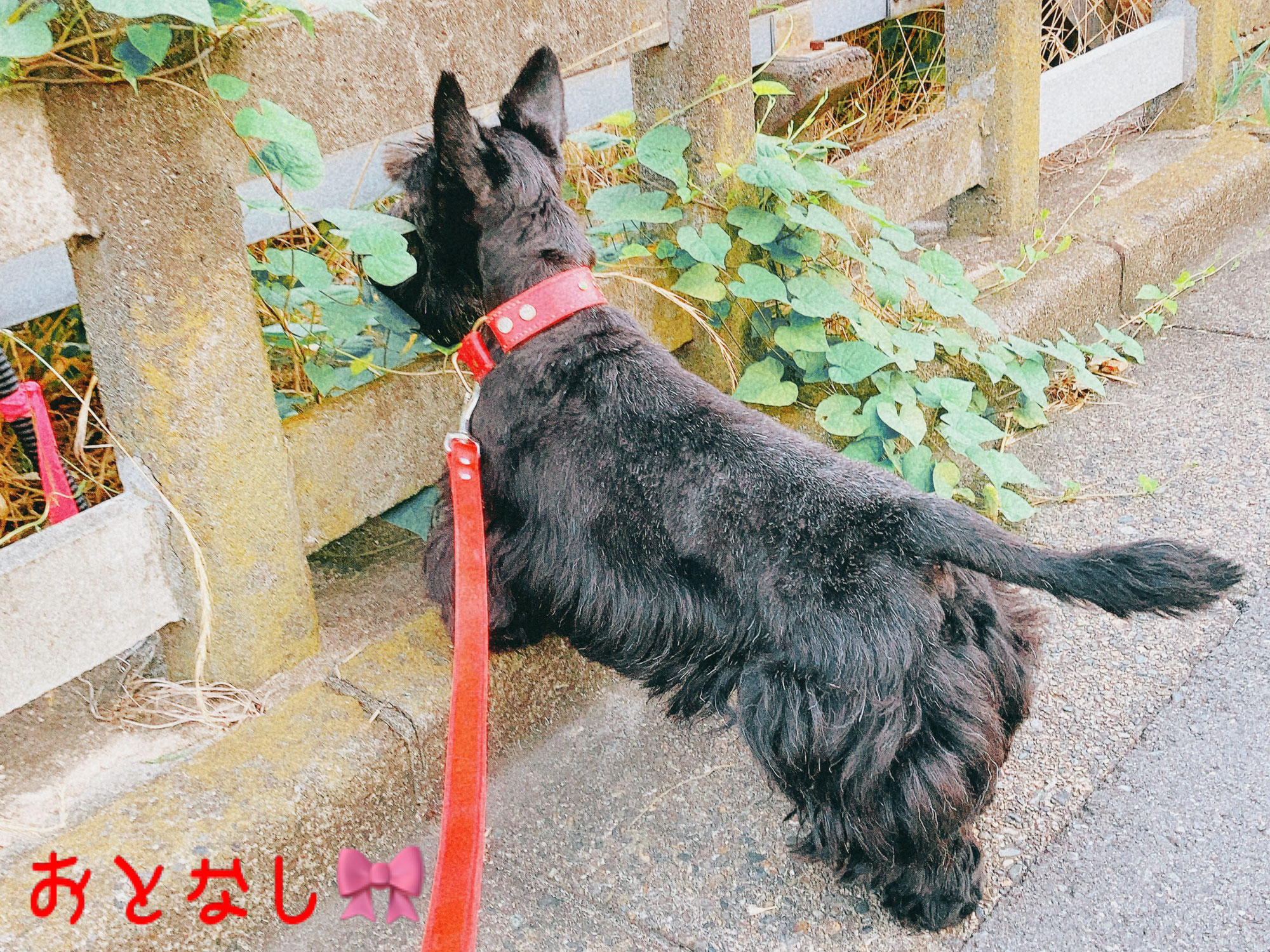 犬と一緒に健康ごはん・秋