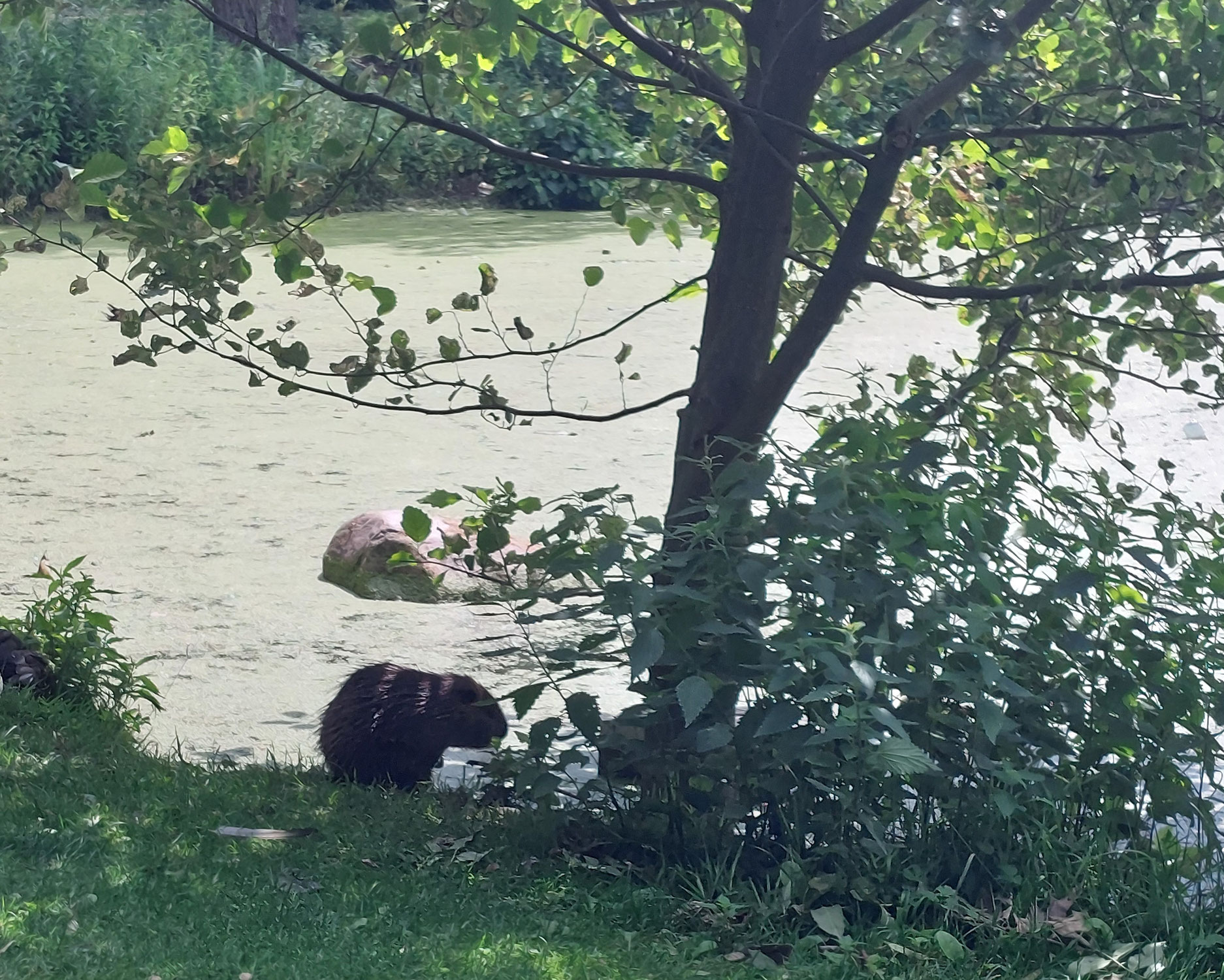 Und täglich grüßt die Nutria - ein Lernhalbjahr