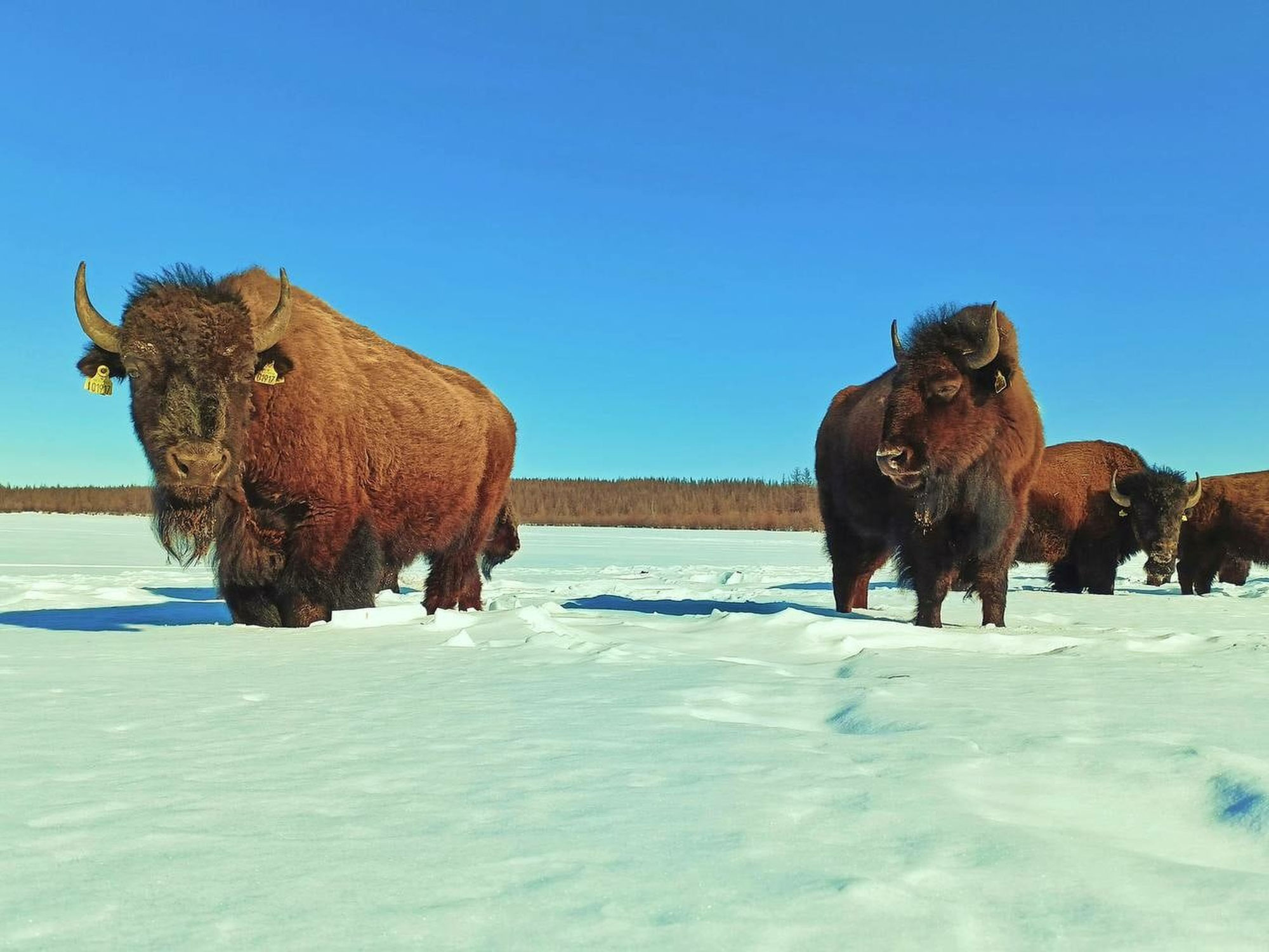 Pleistocene Park in Sibirien.