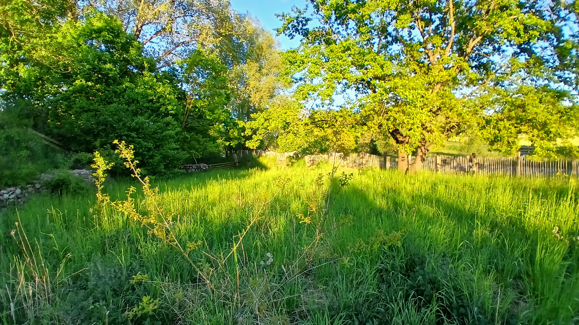 WILD WERDEN. (Re)Wilding.