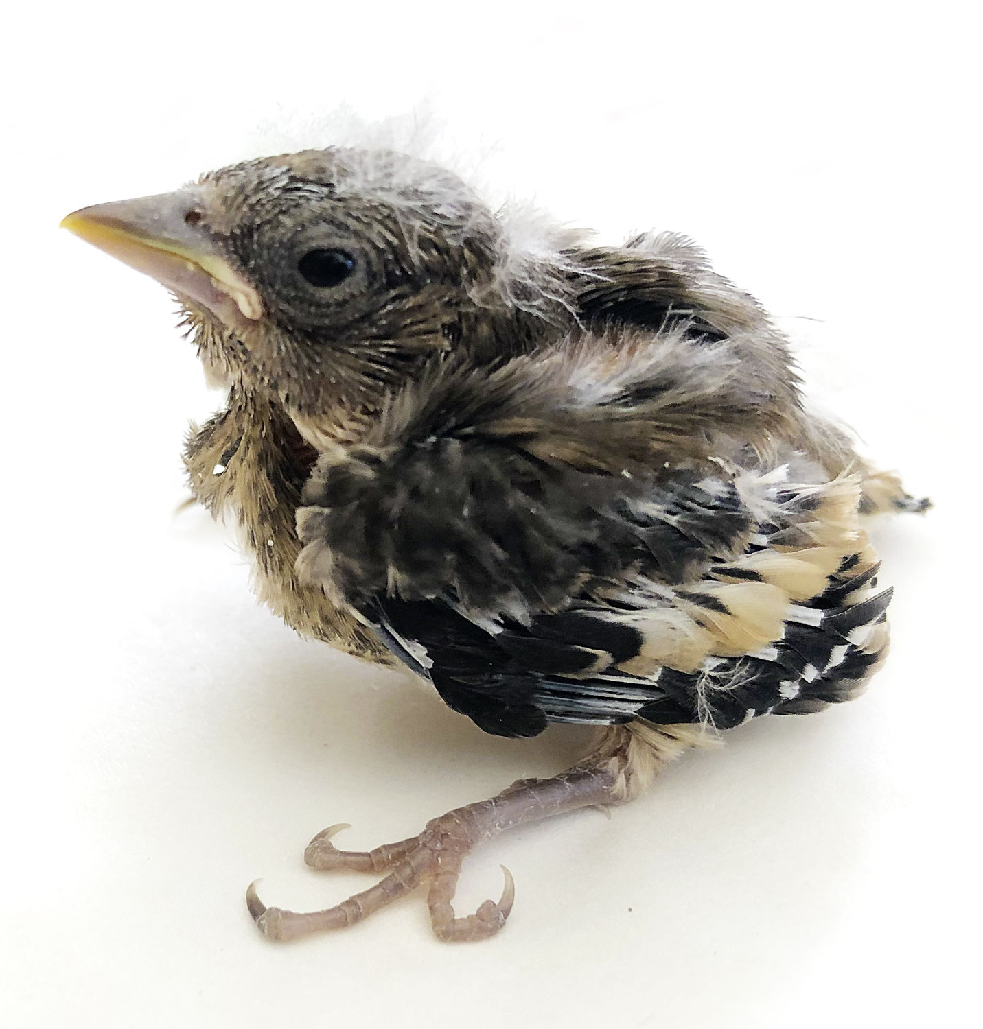 Spenden für Fundvögel