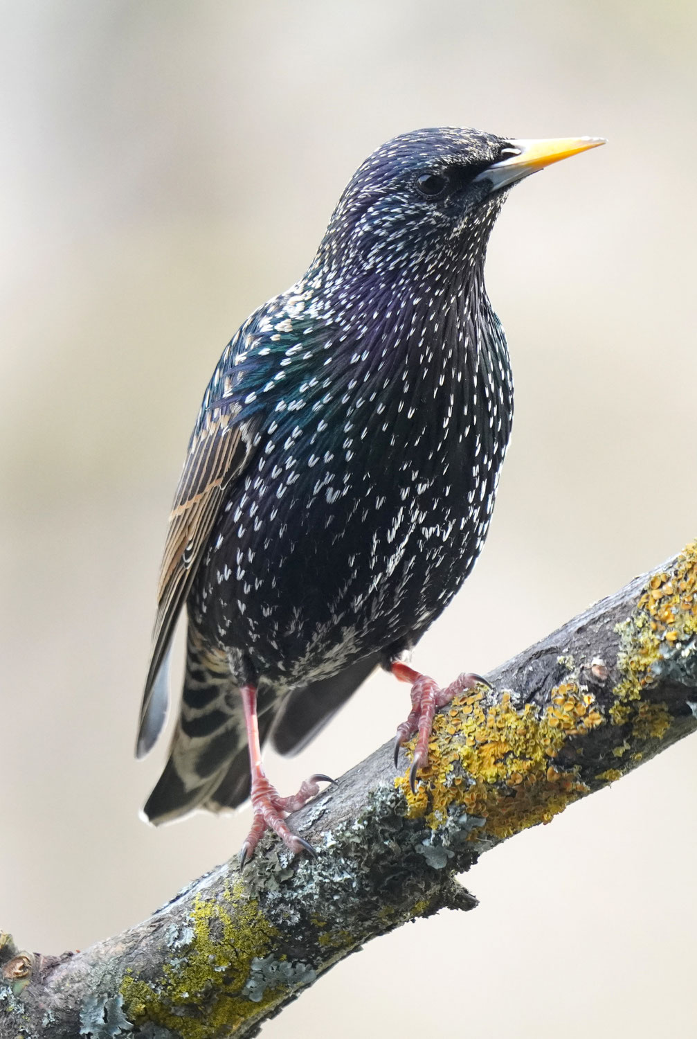 Zugvögel beobachten mit dem NABU Offenburg