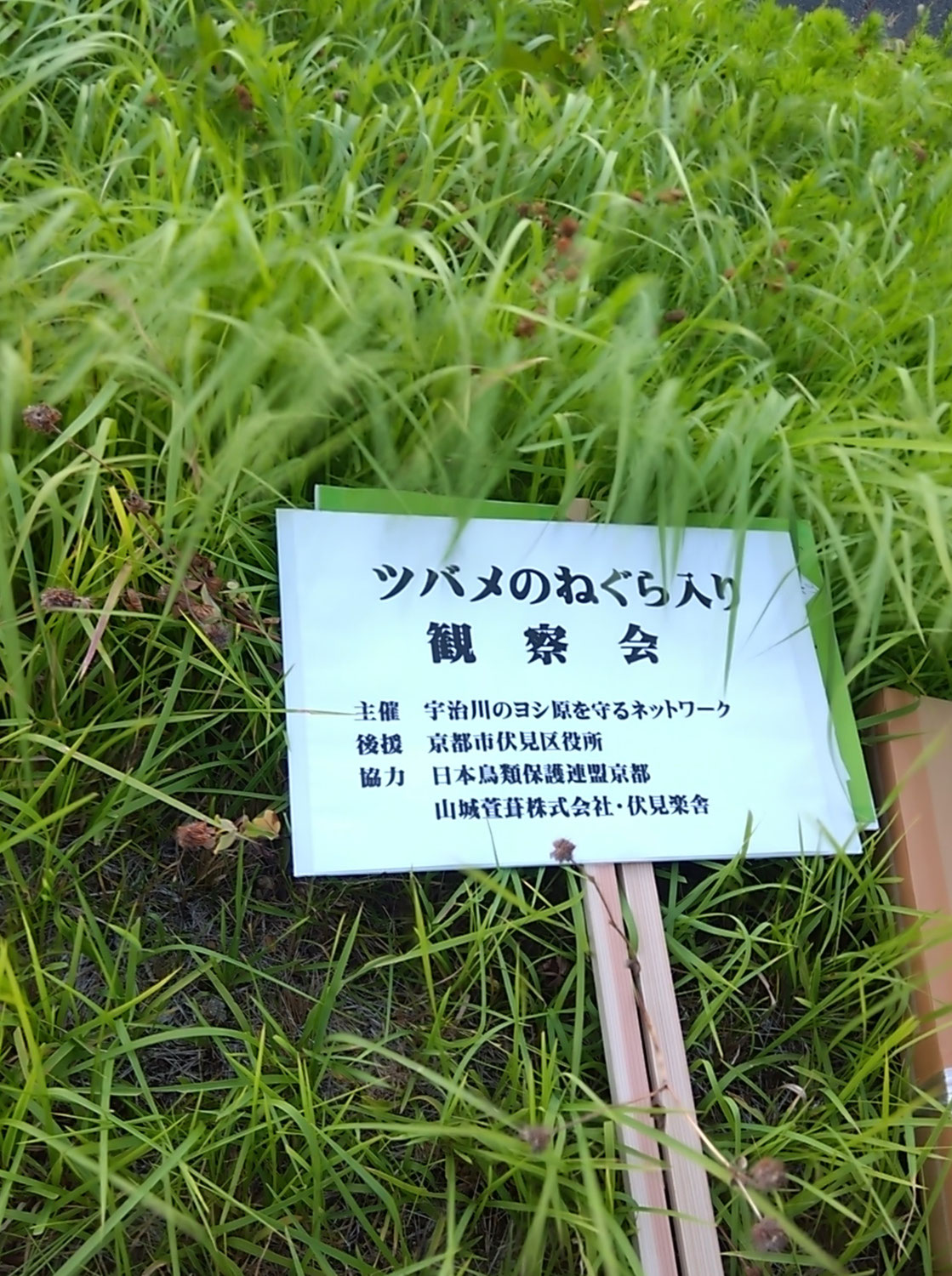 ツバメのねぐら入り観察会の様子