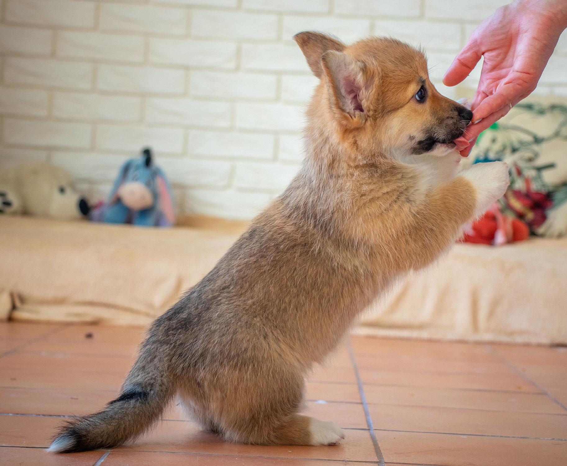 Why Does My Dog Keep Jumping Up?
