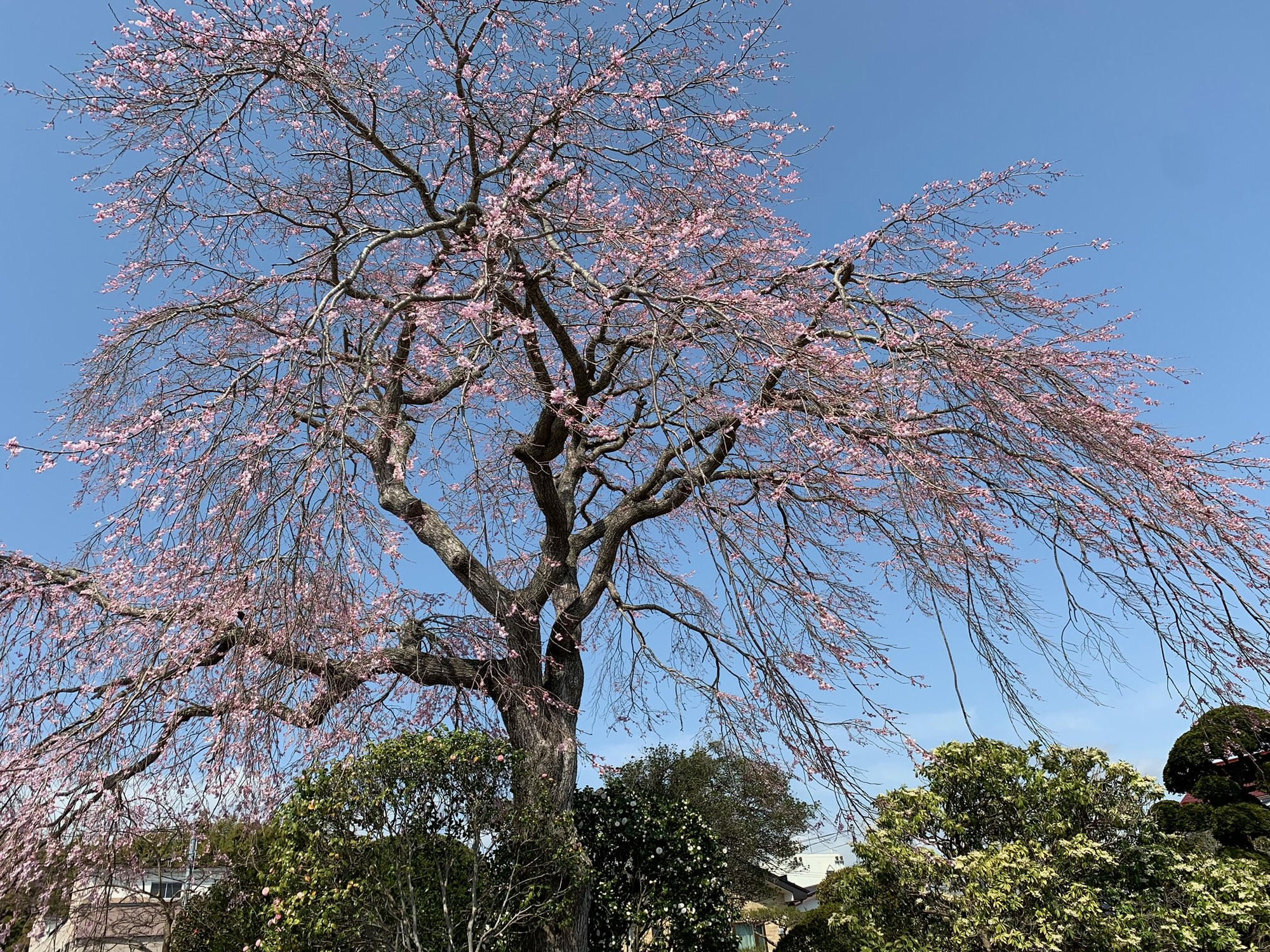 桜の季節です