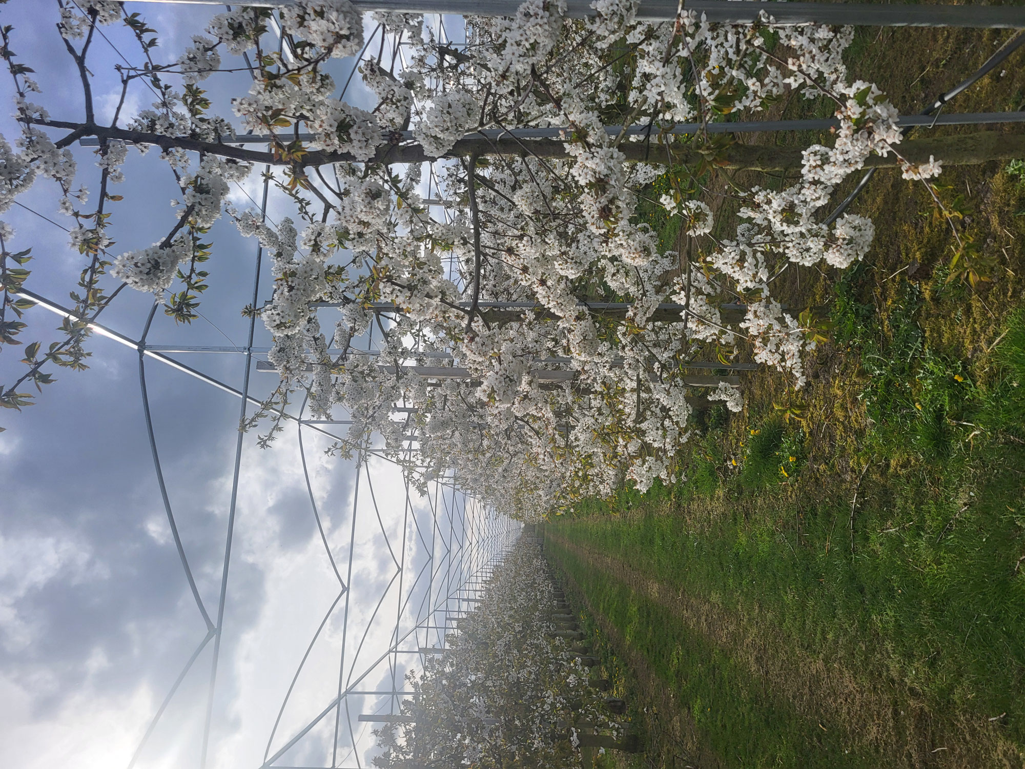 Nieuwe overkapping boomgaard Groeneweg