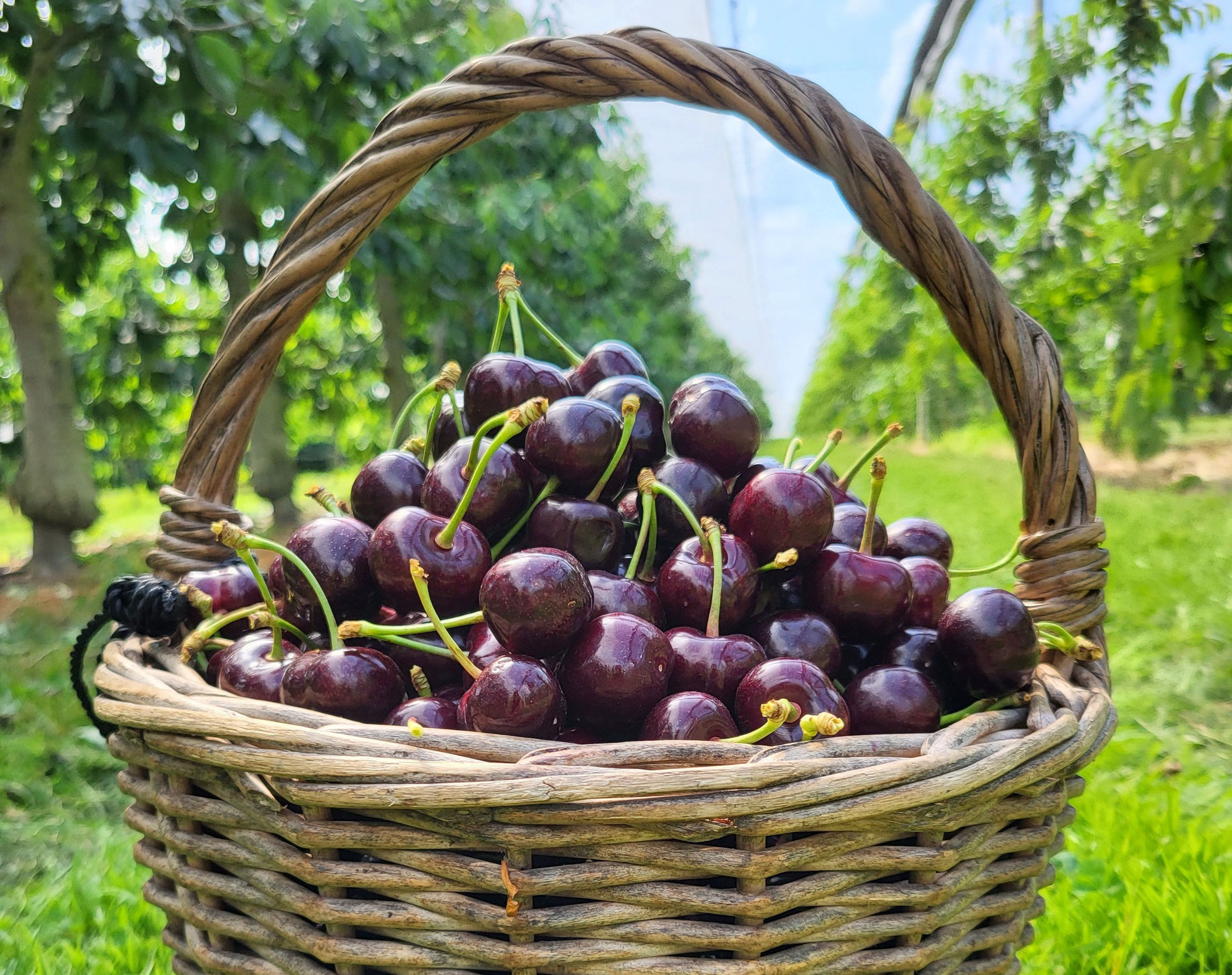Vanaf zaterdag 21 juni is zelfpluk mogelijk