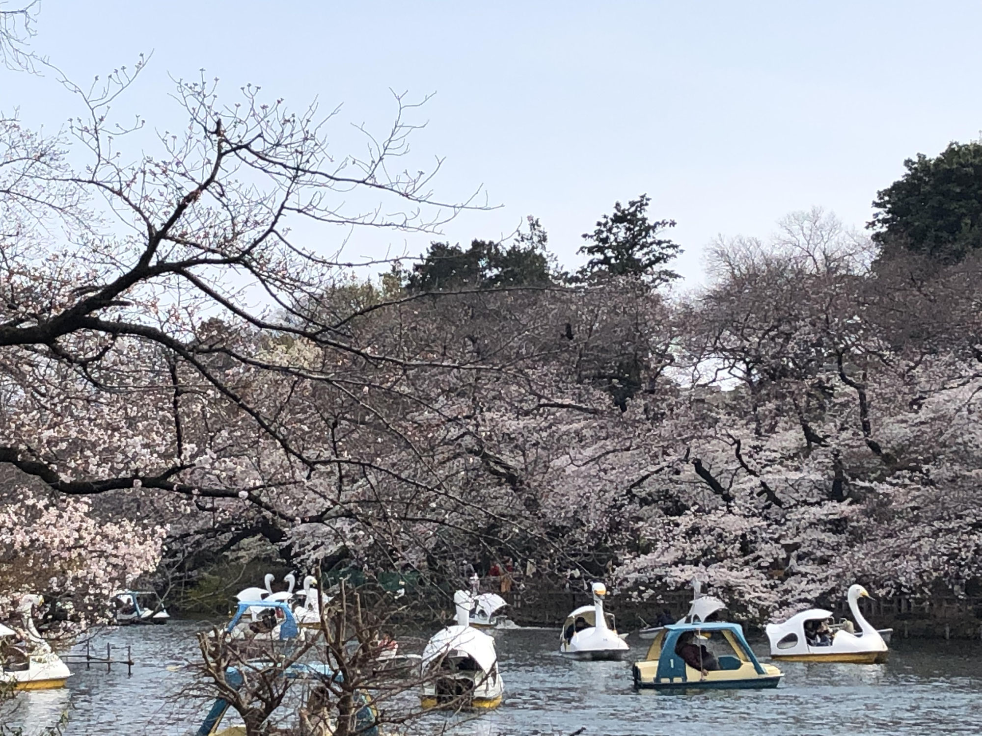 桜満開、東京は今週が見頃