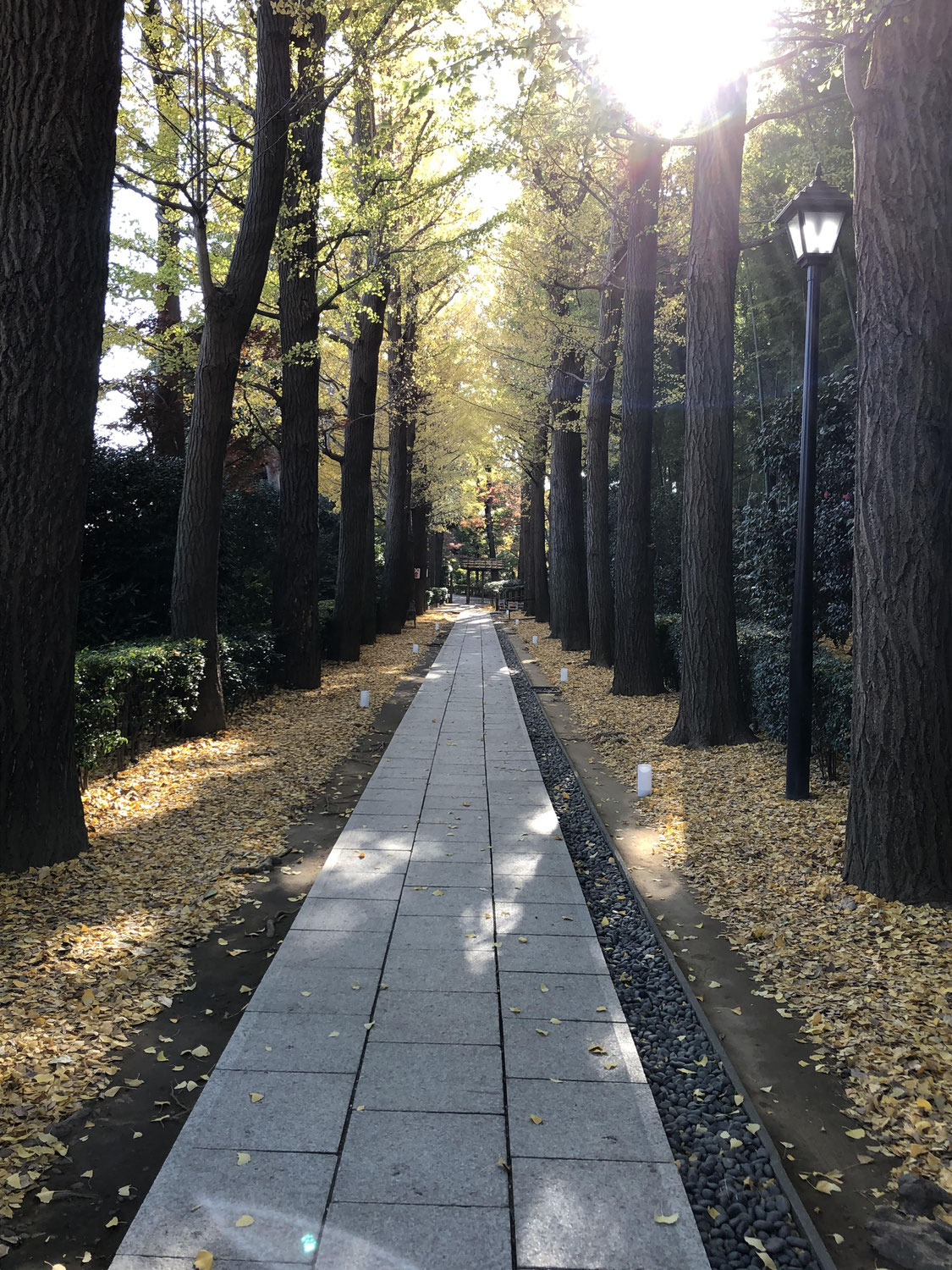 モーツァルト効果はウソだった！？