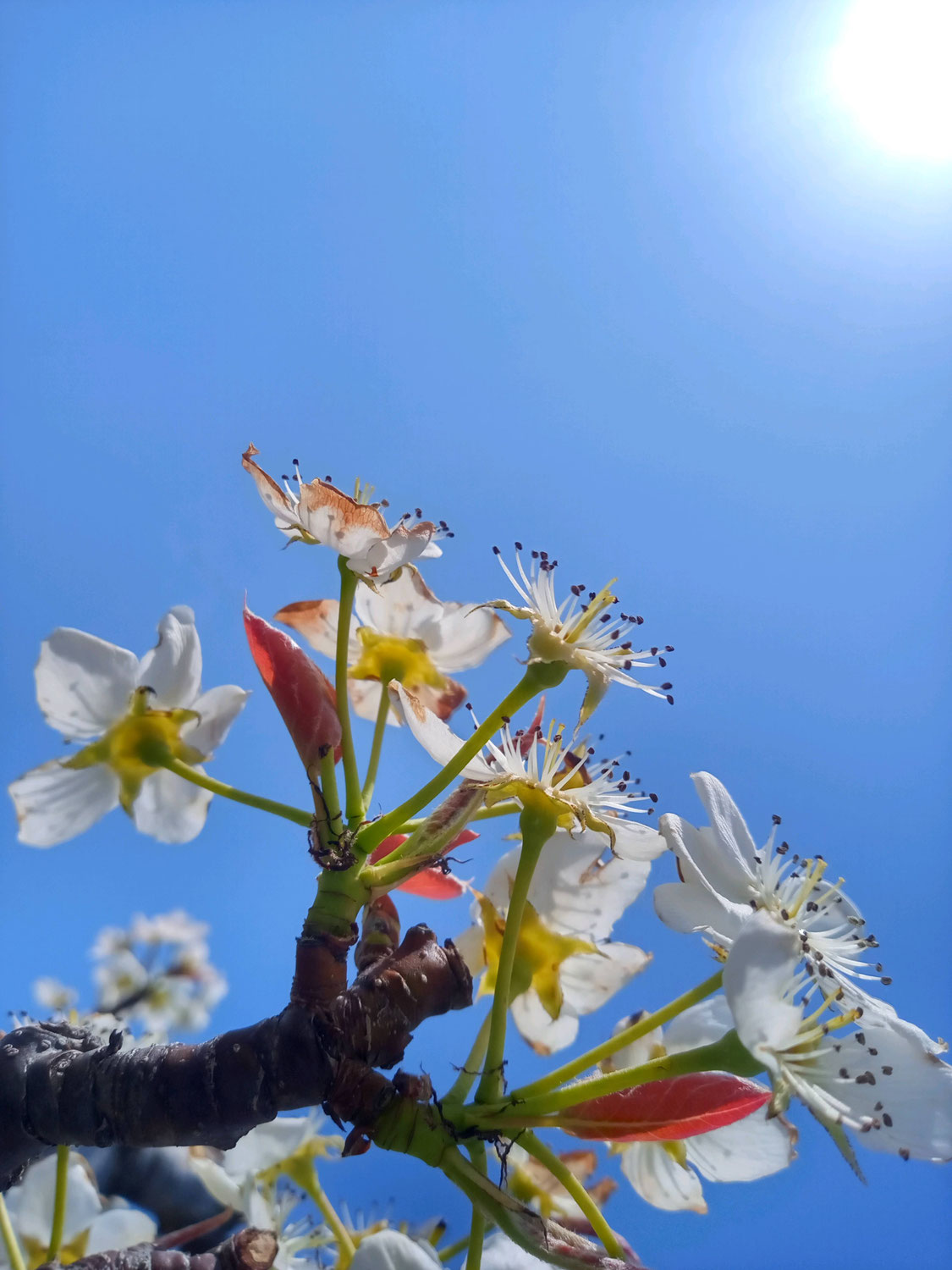 梨の花の不思議？