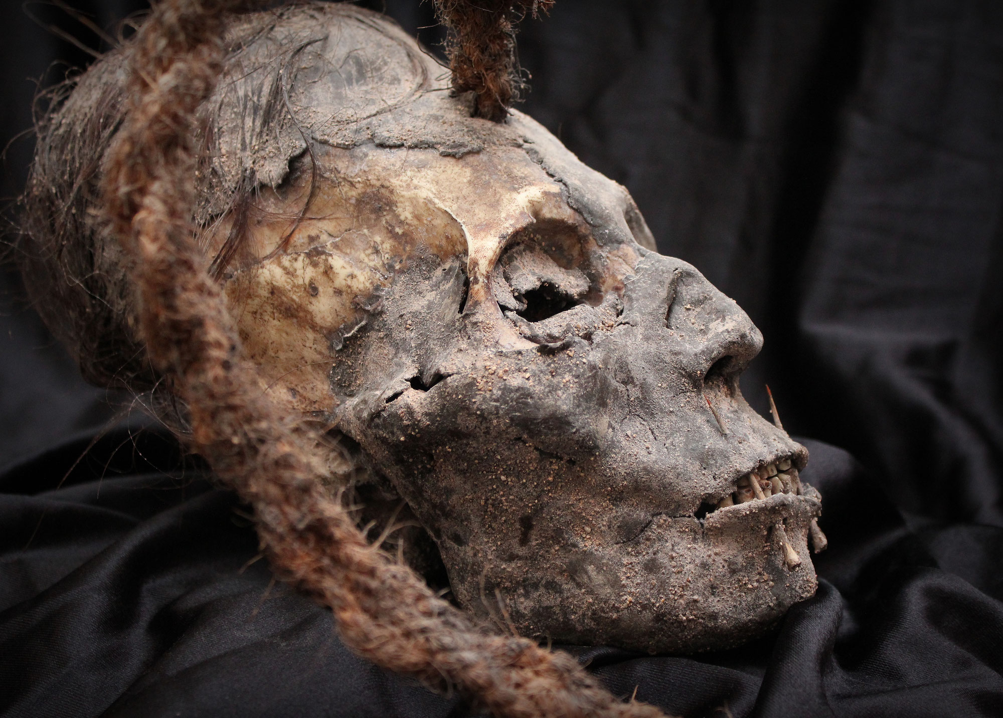 Peruvian elongated skull trophy head (Paracas / Nasca)  //  Cabeza trofeo cráneo alargado Peruano (Paracas / Nazca)