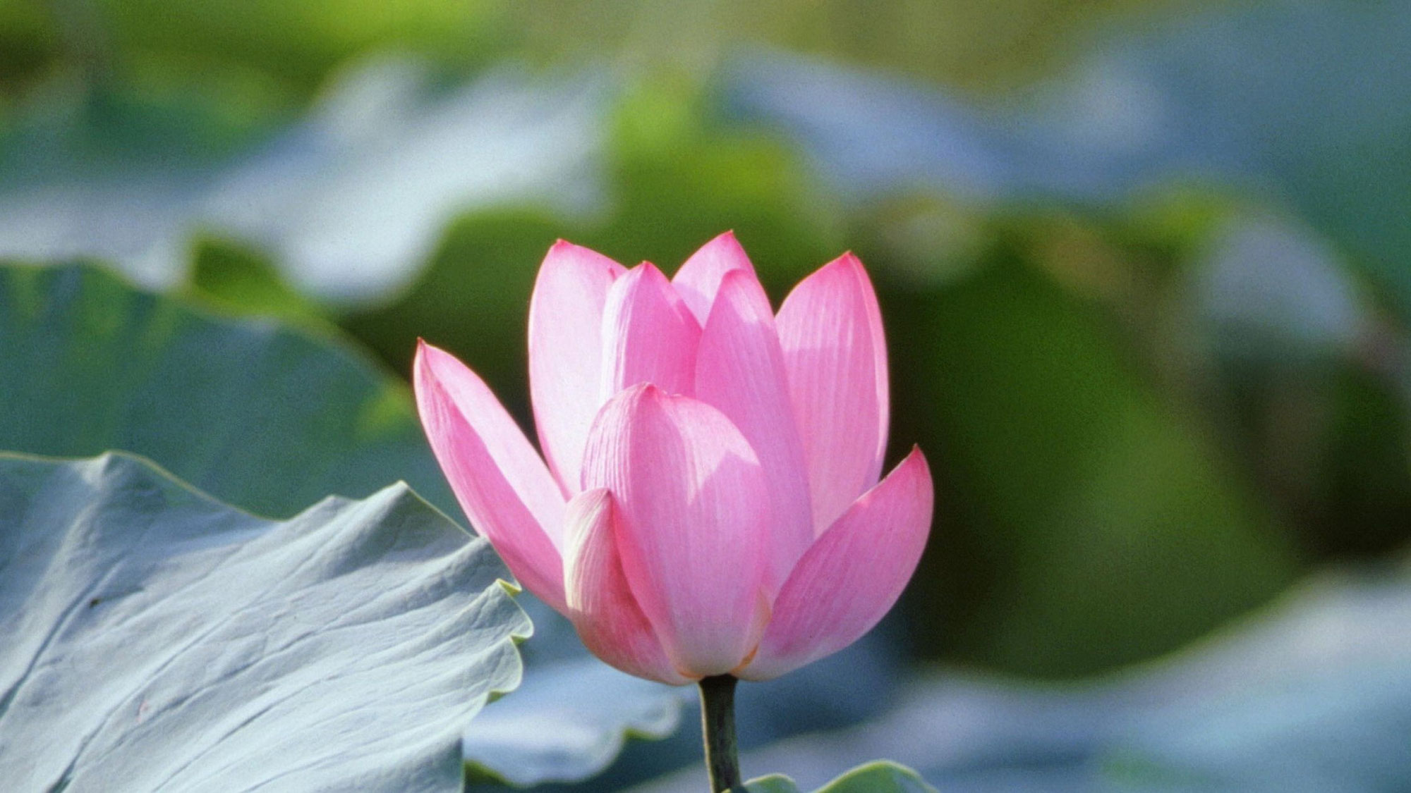 Lotusblume im Yoga – was sie über Nervensystem & inneres Aufblühen lehrt