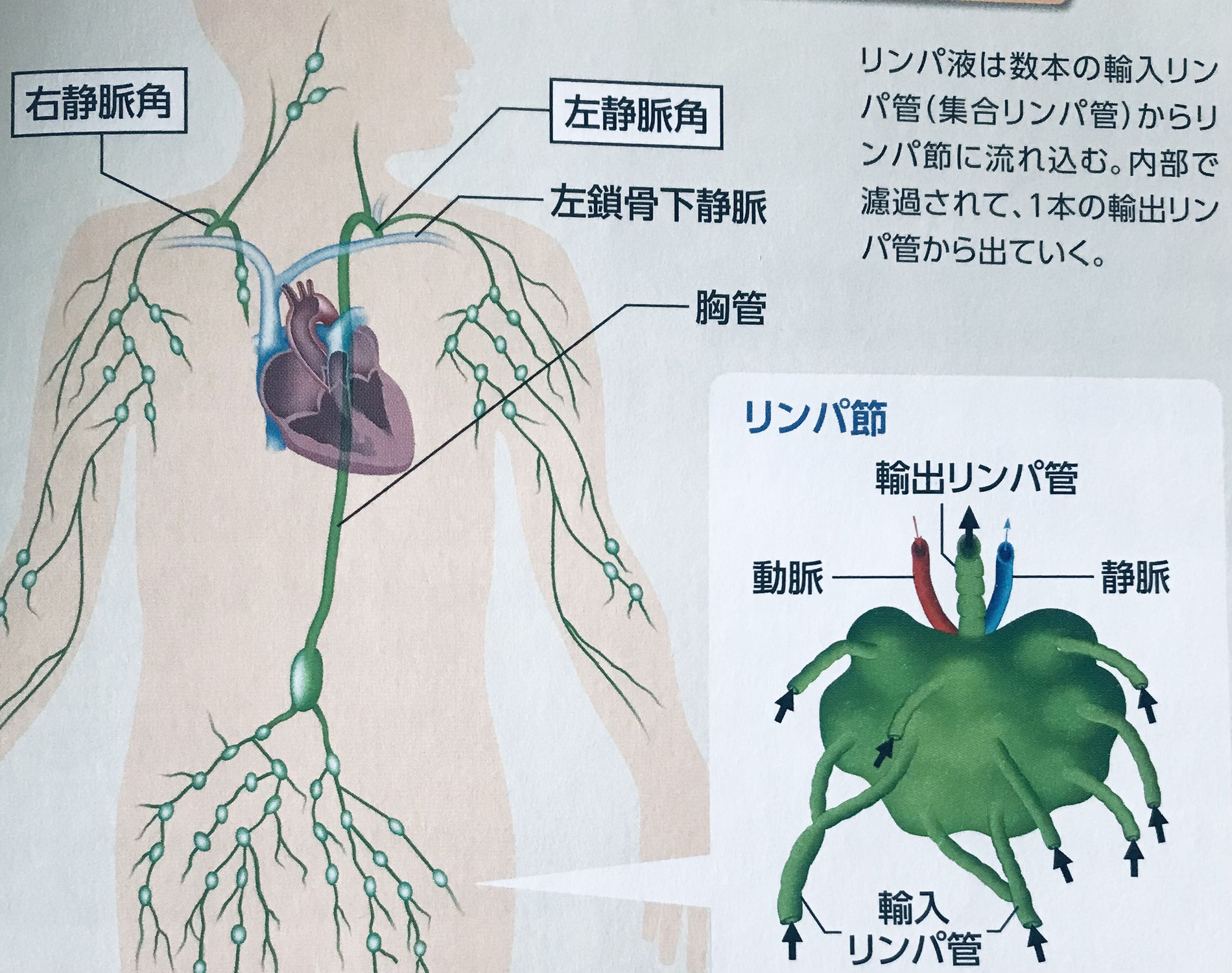 血管とリンパ管の違いといは①