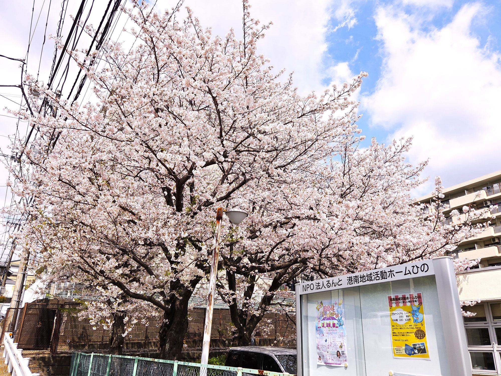 お花見 ～さくら満開～