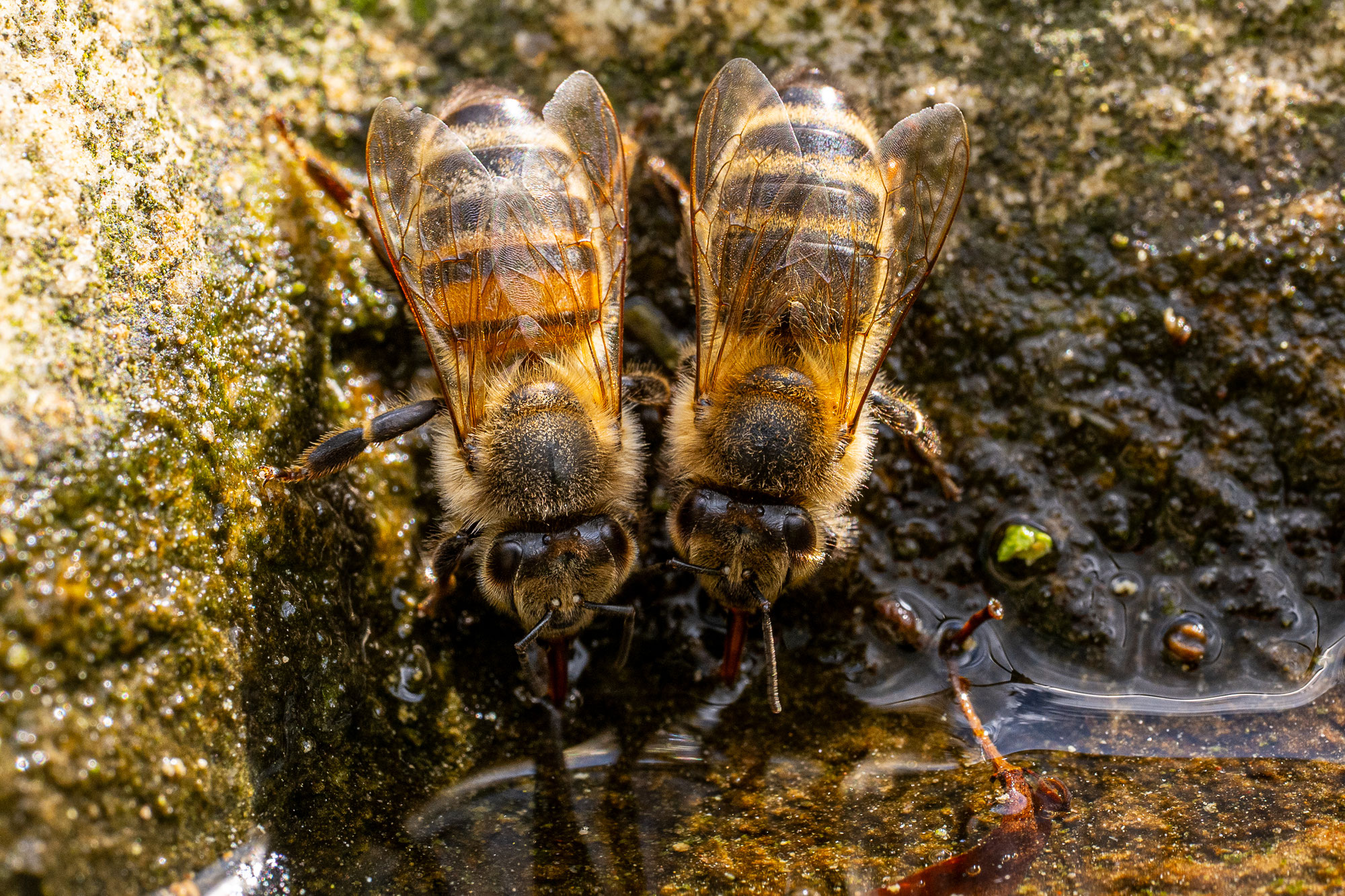 Fleissige Bienen