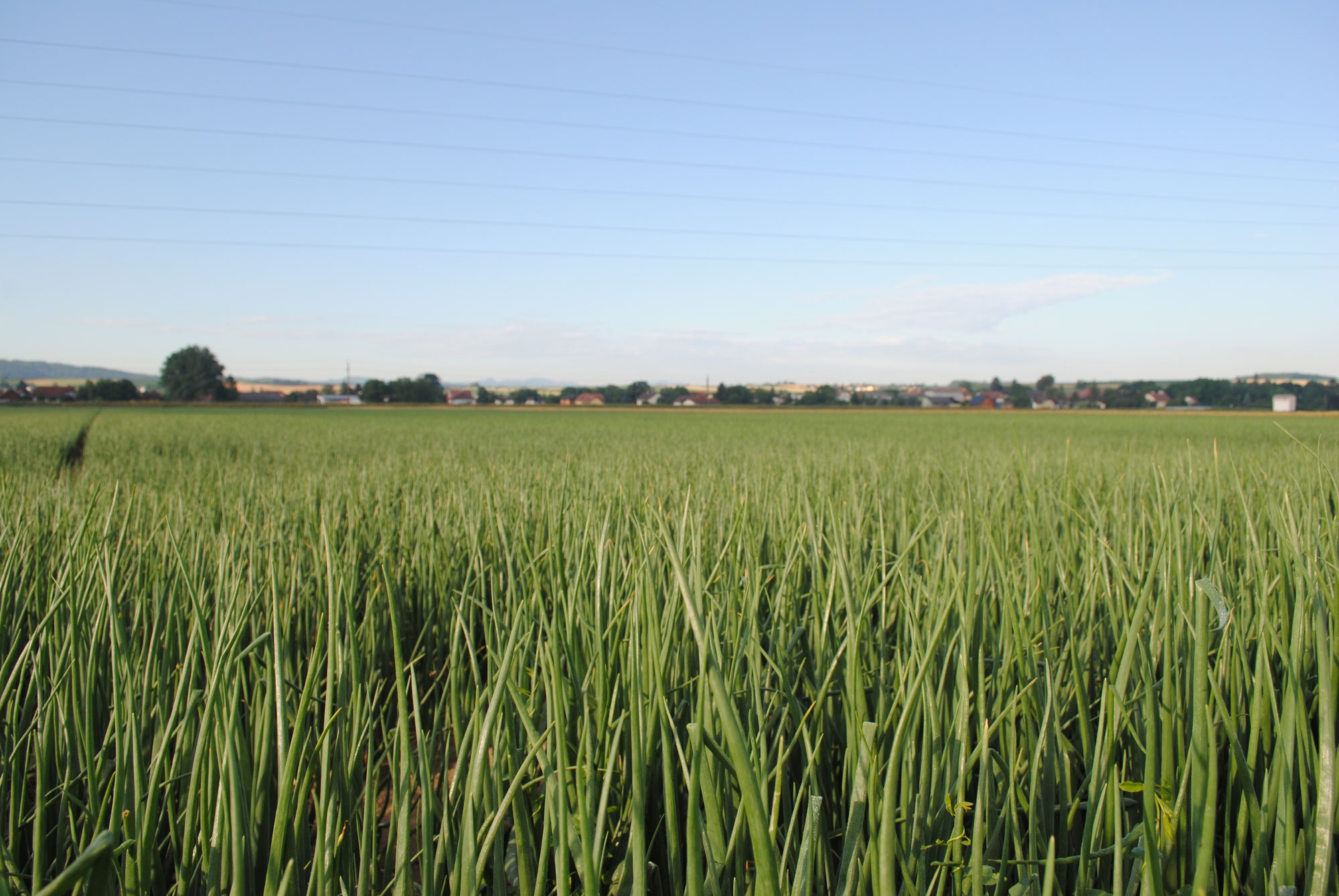 Pacht - Agrarbetrieb Gastegger