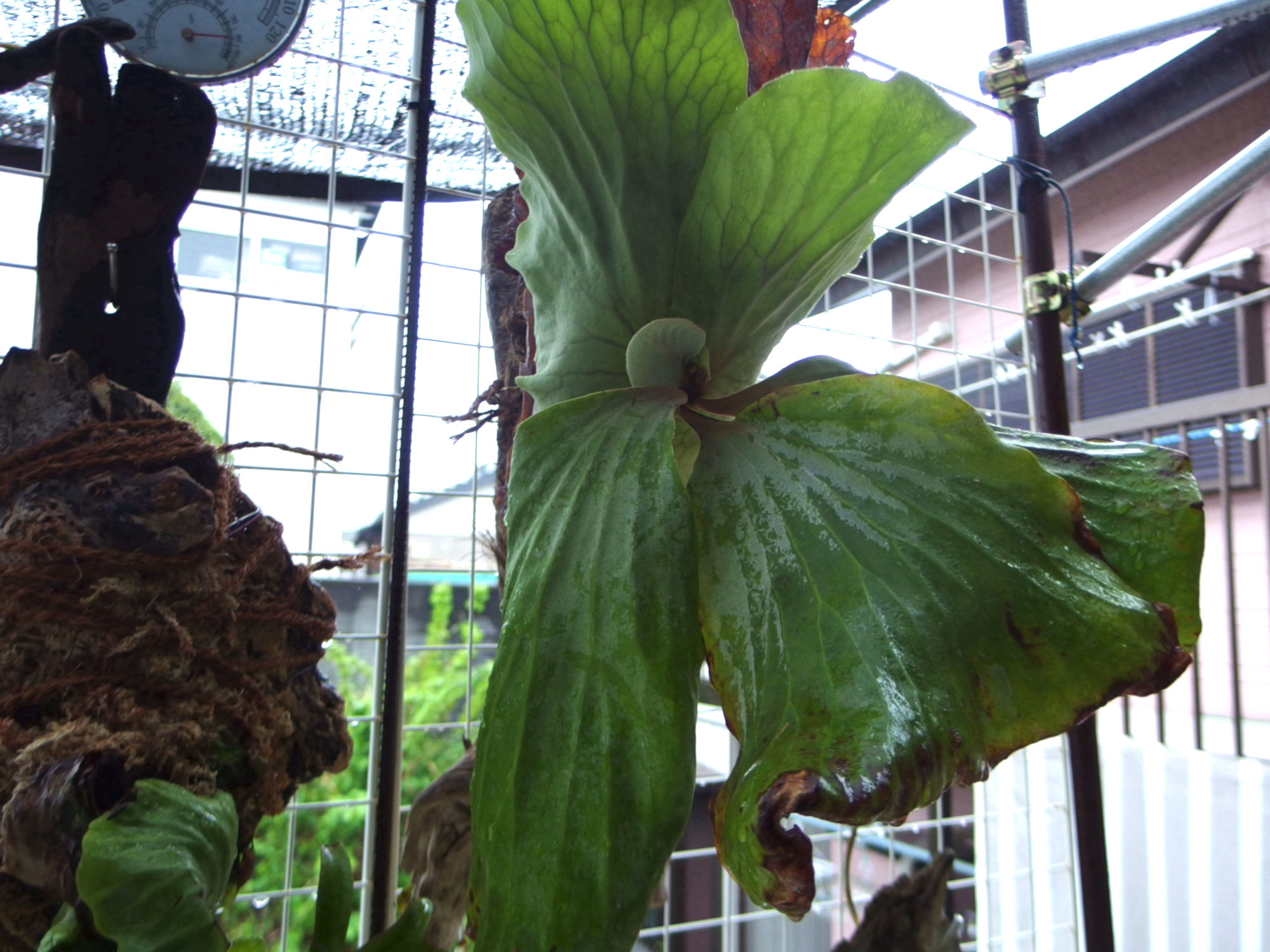 胞子付き&貯水葉ターン】ビカクシダ エレファントティス