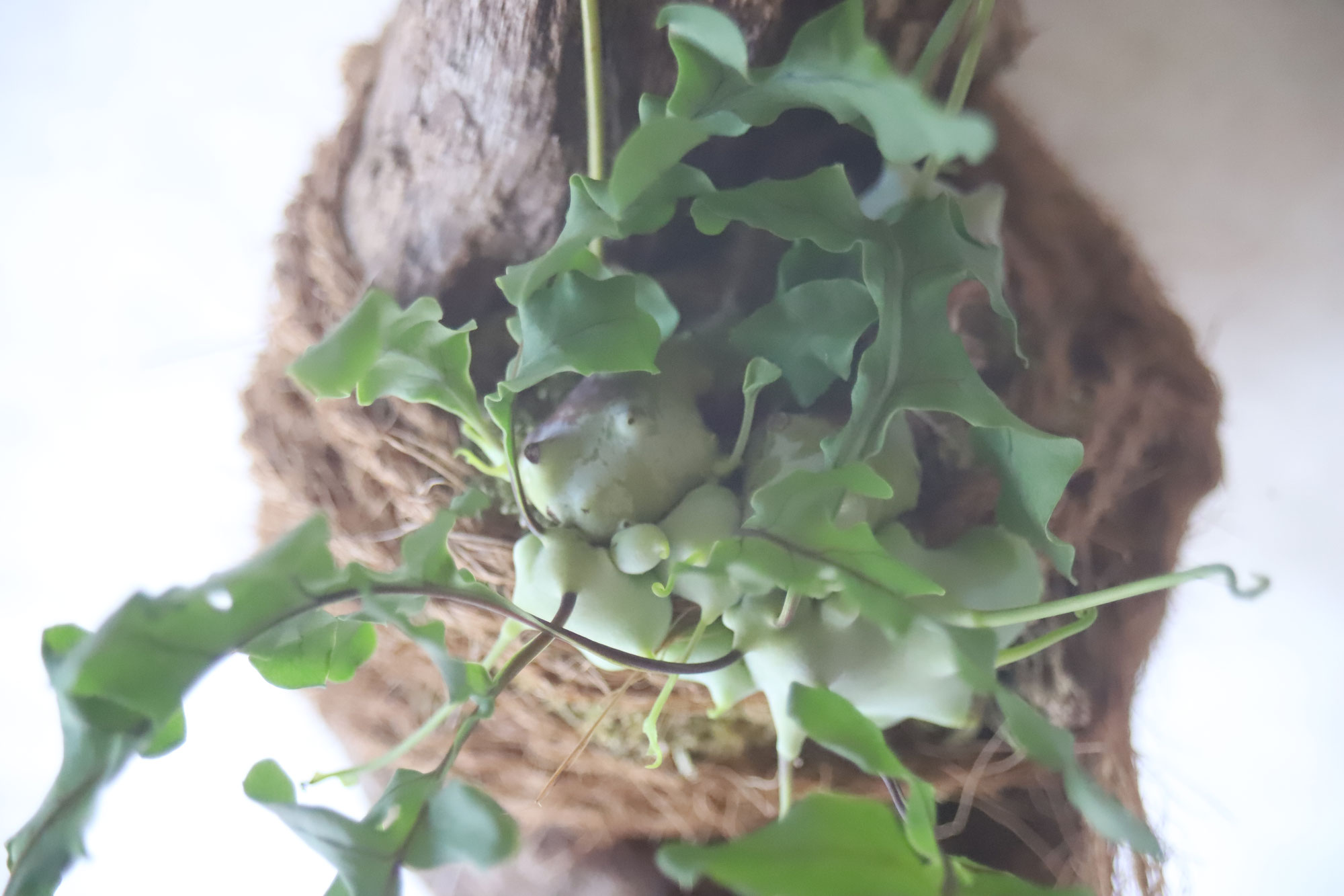 レカノプテリス デパリオイデス lecanopteris アリ植物 シダ