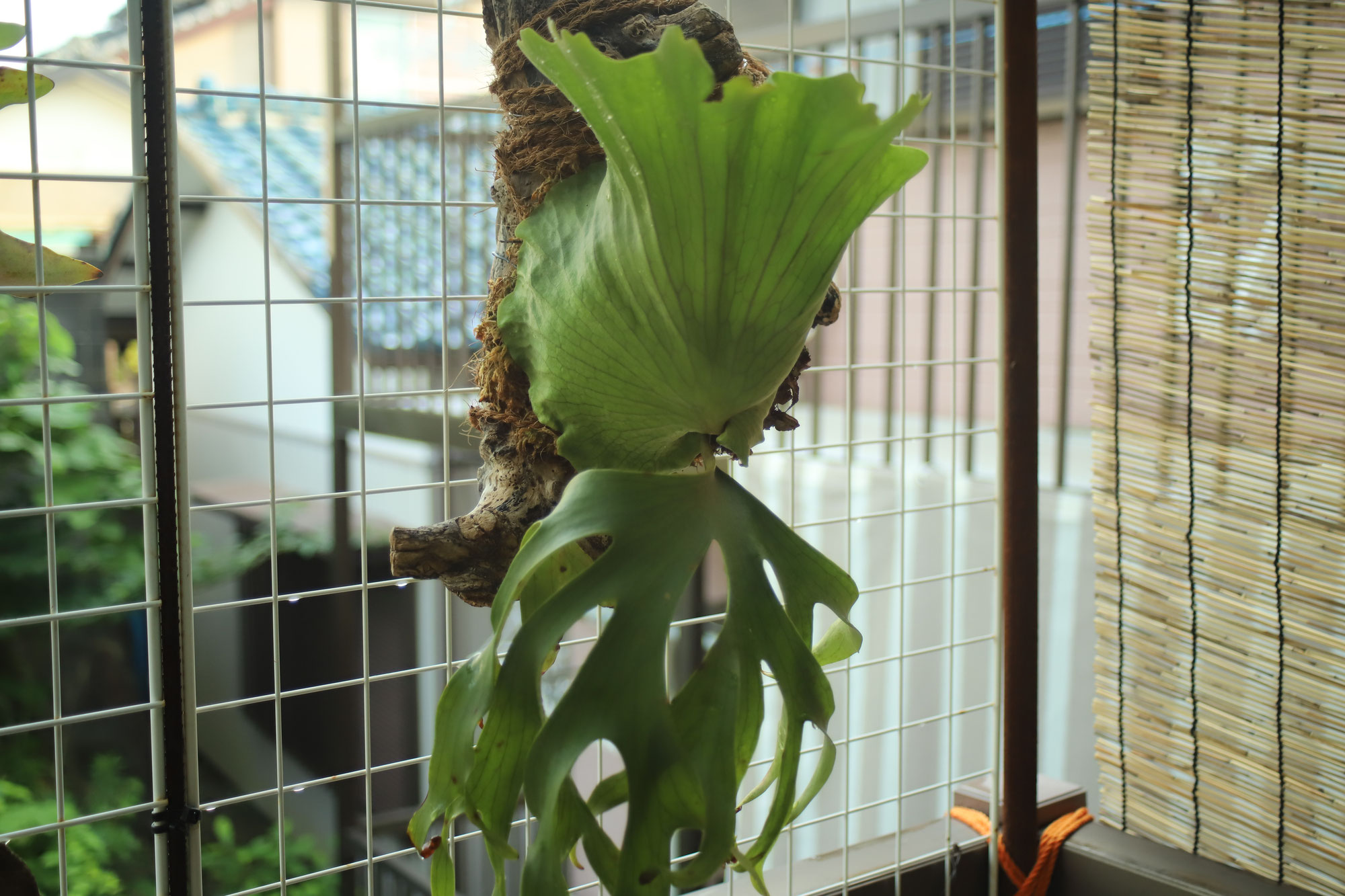 ビカクシダ コロナリウム(Platycerium Coronarium)