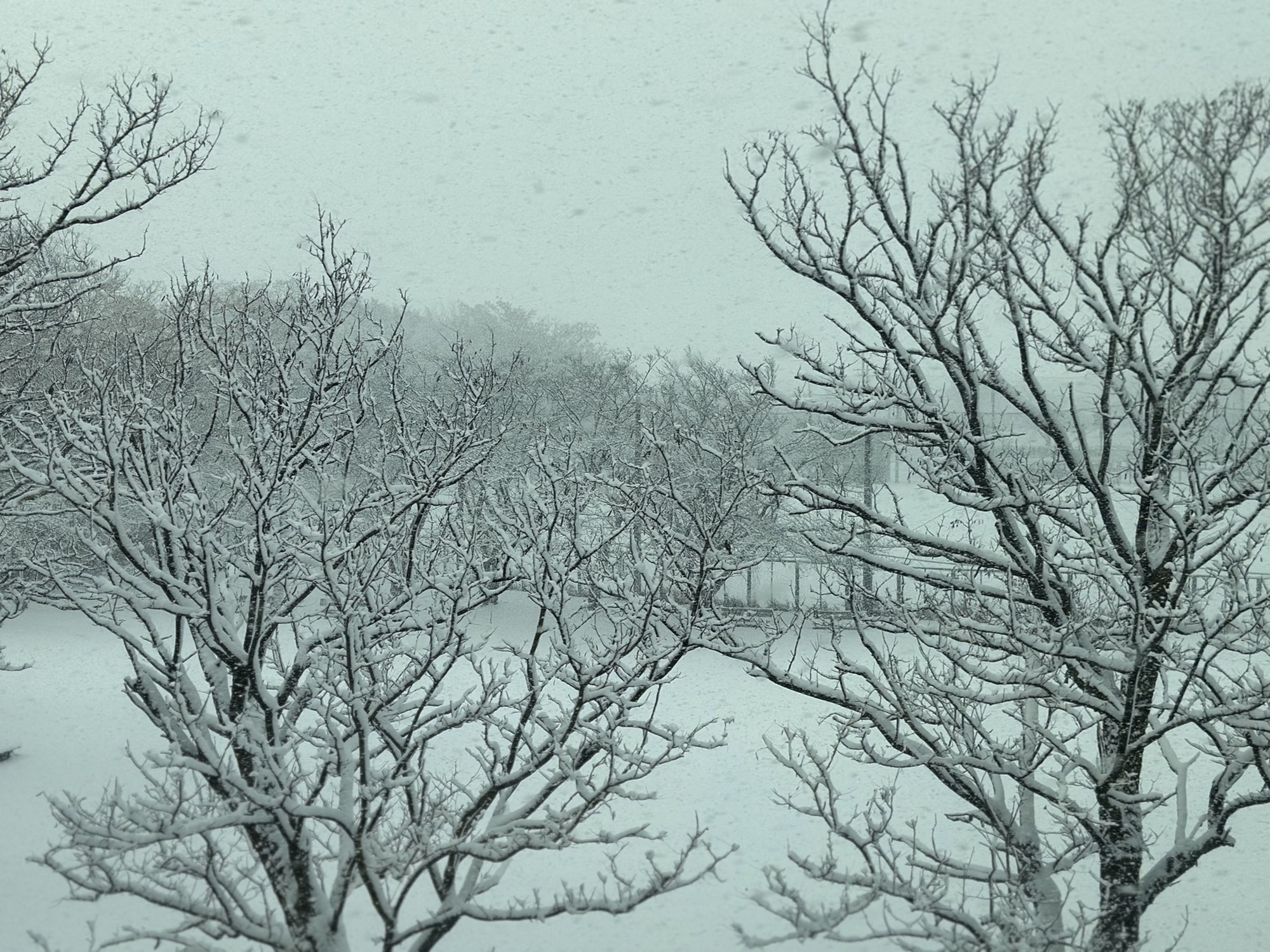 まさかの雪に
