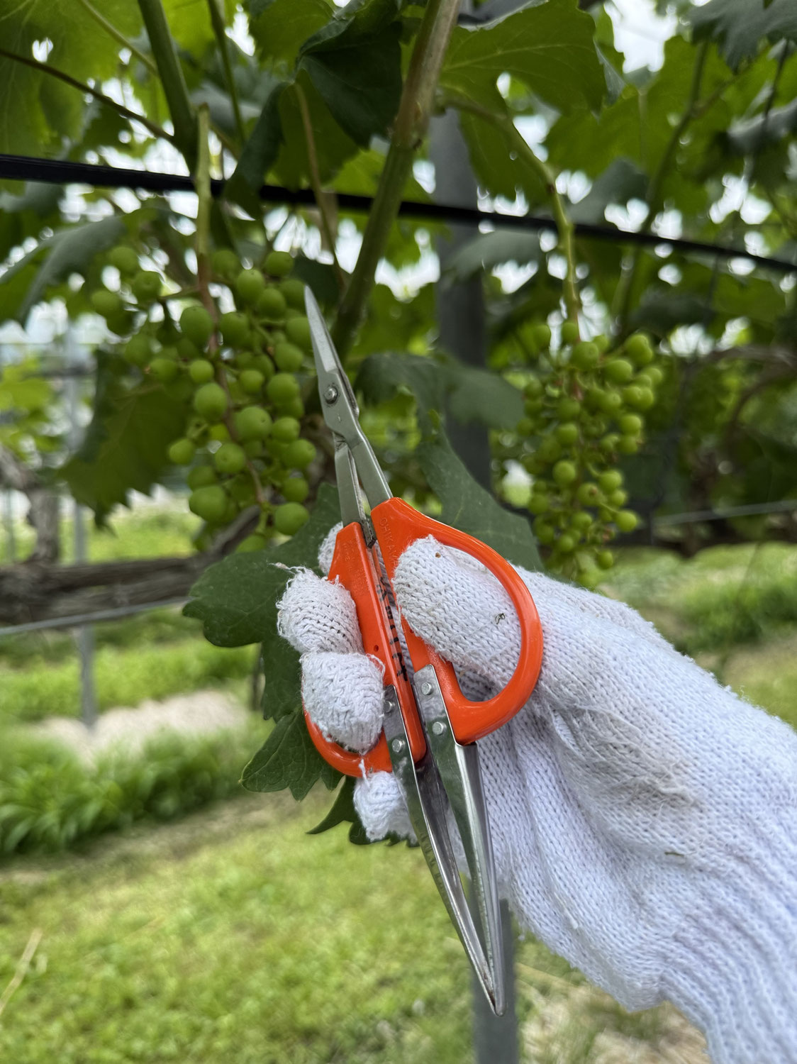 敵粒ばさみ