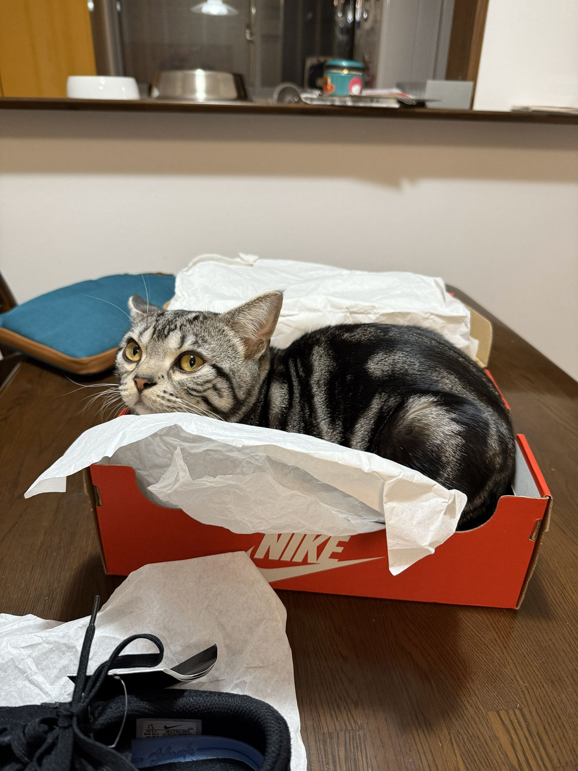 ニャイキ