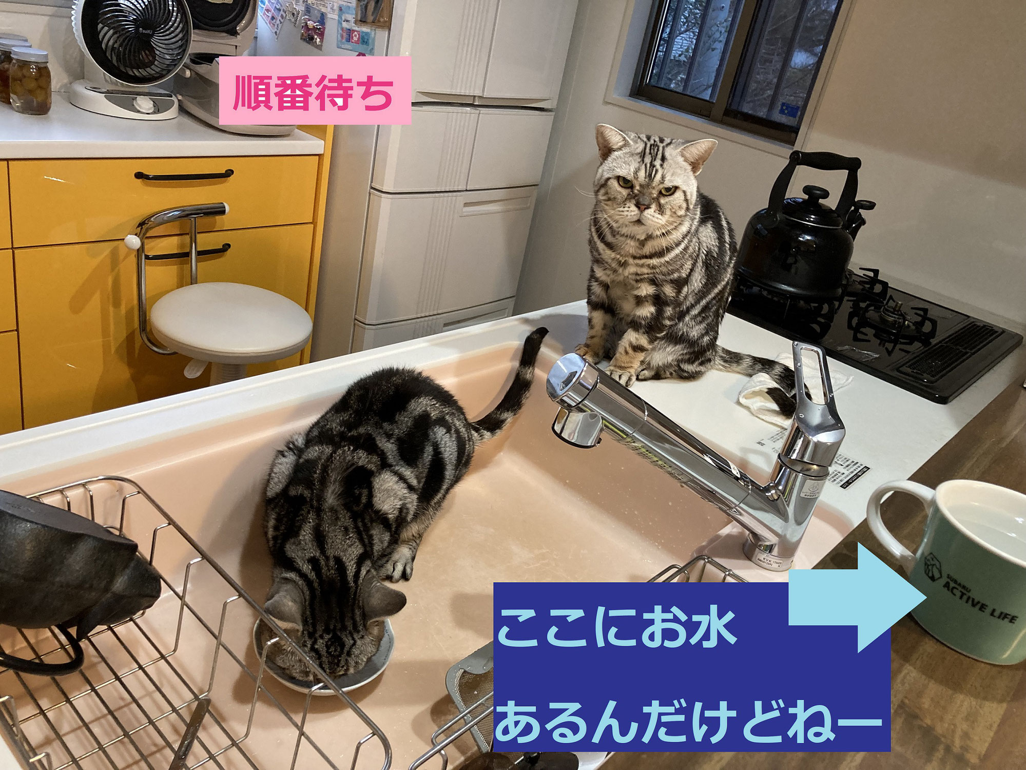 猫って不思議