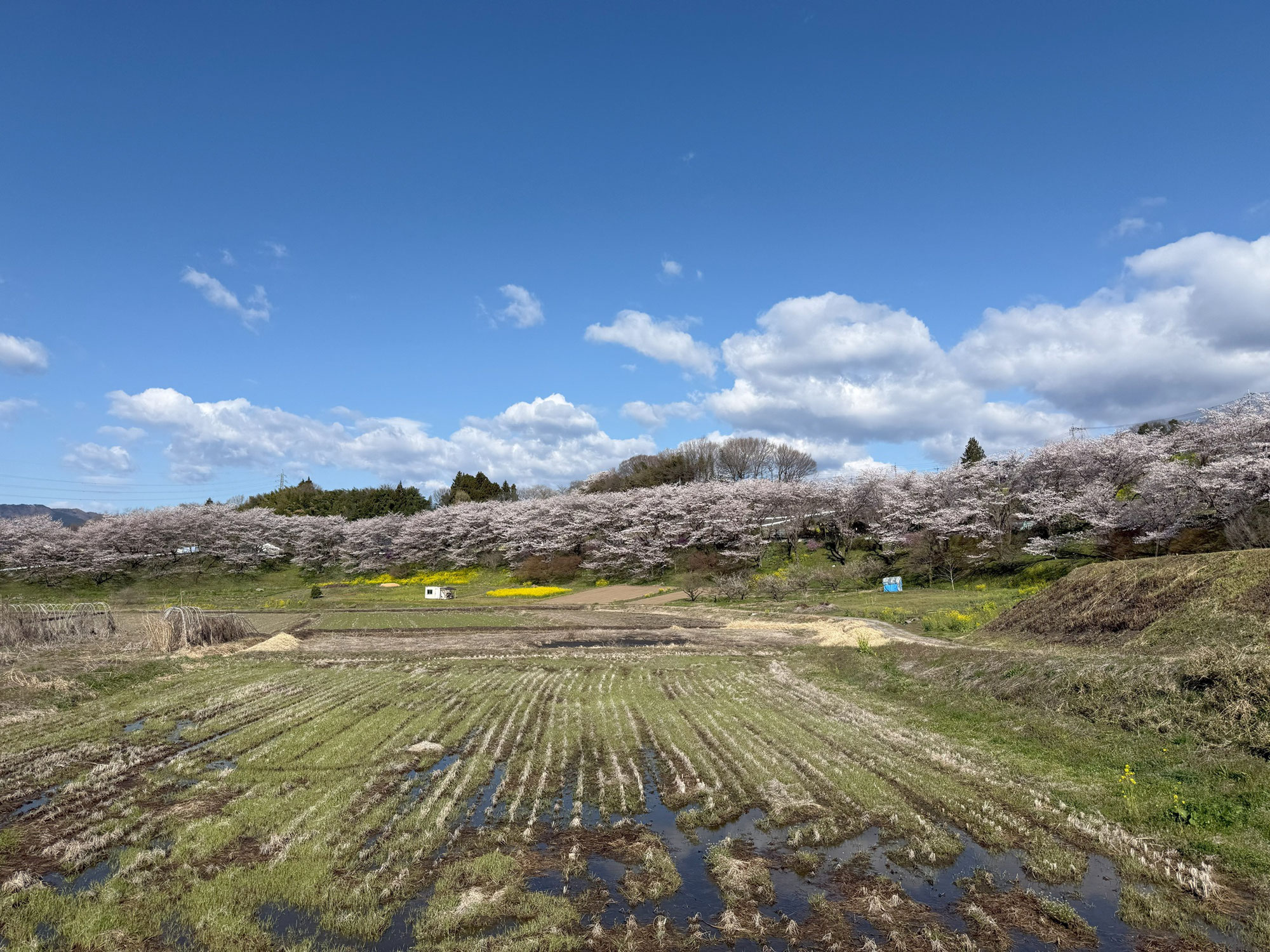 ほぼ満開🌸