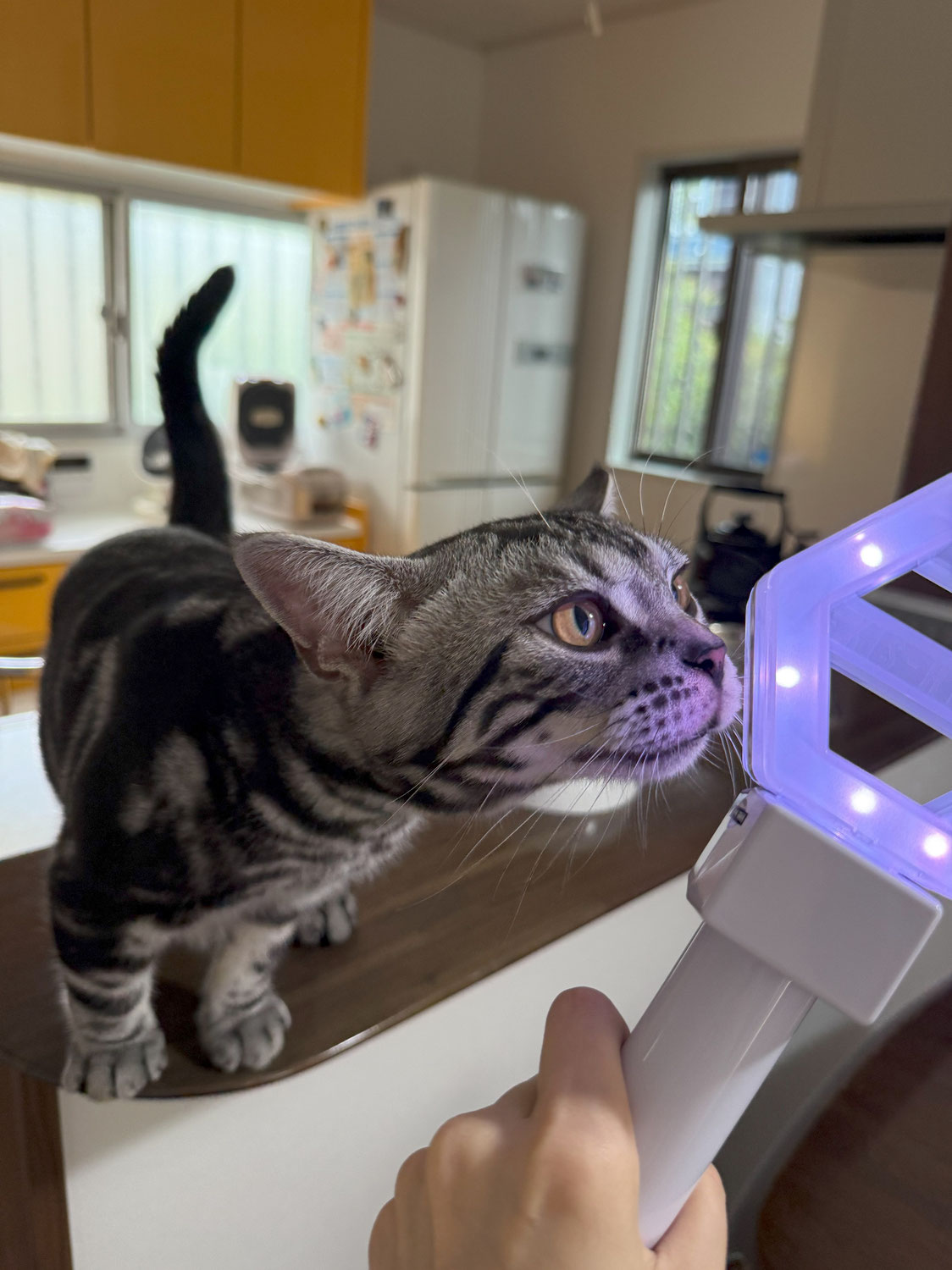 お祝い
