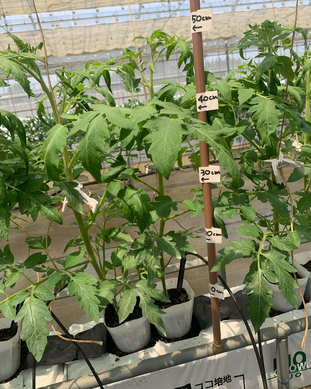 定植から１週間でグングン育ちました！