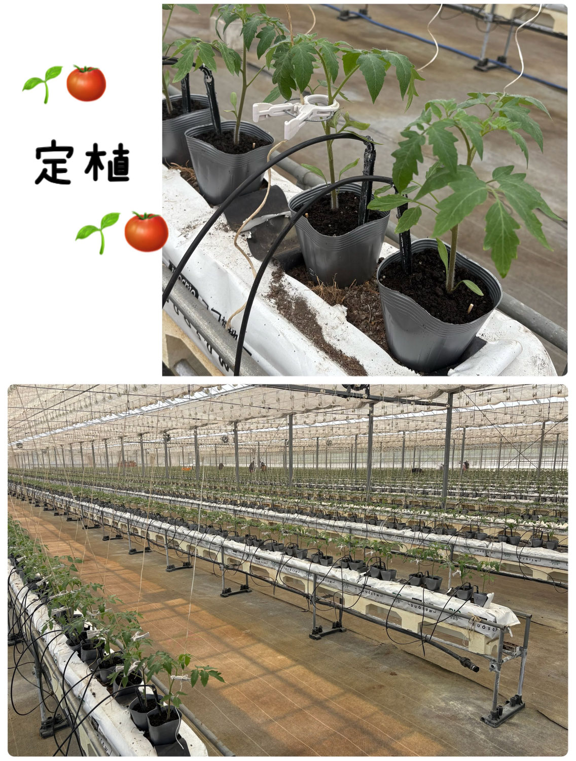 【定植完了！】猛暑に負けず、今年も6,100本のトマト苗を植えました！