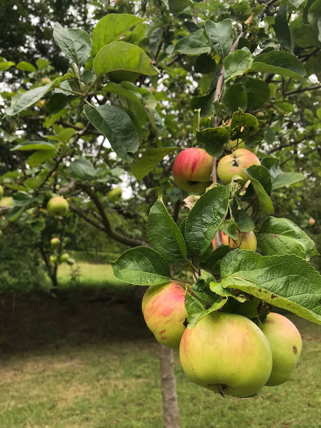 Der Spätsommer verspätet sich