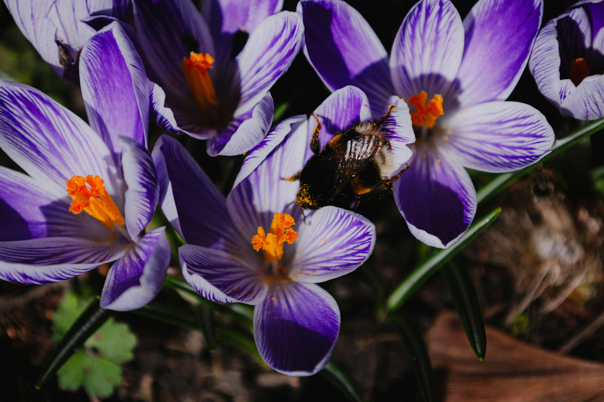 Bienenretter von Klein auf: Kinder pflanzen Frühblüher für Wildbienen