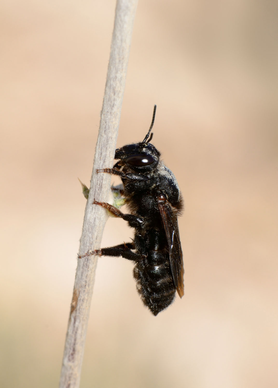 Biene des Monats: Die Schwarze Mörtelbiene - Eine talentierte Handwerkerin
