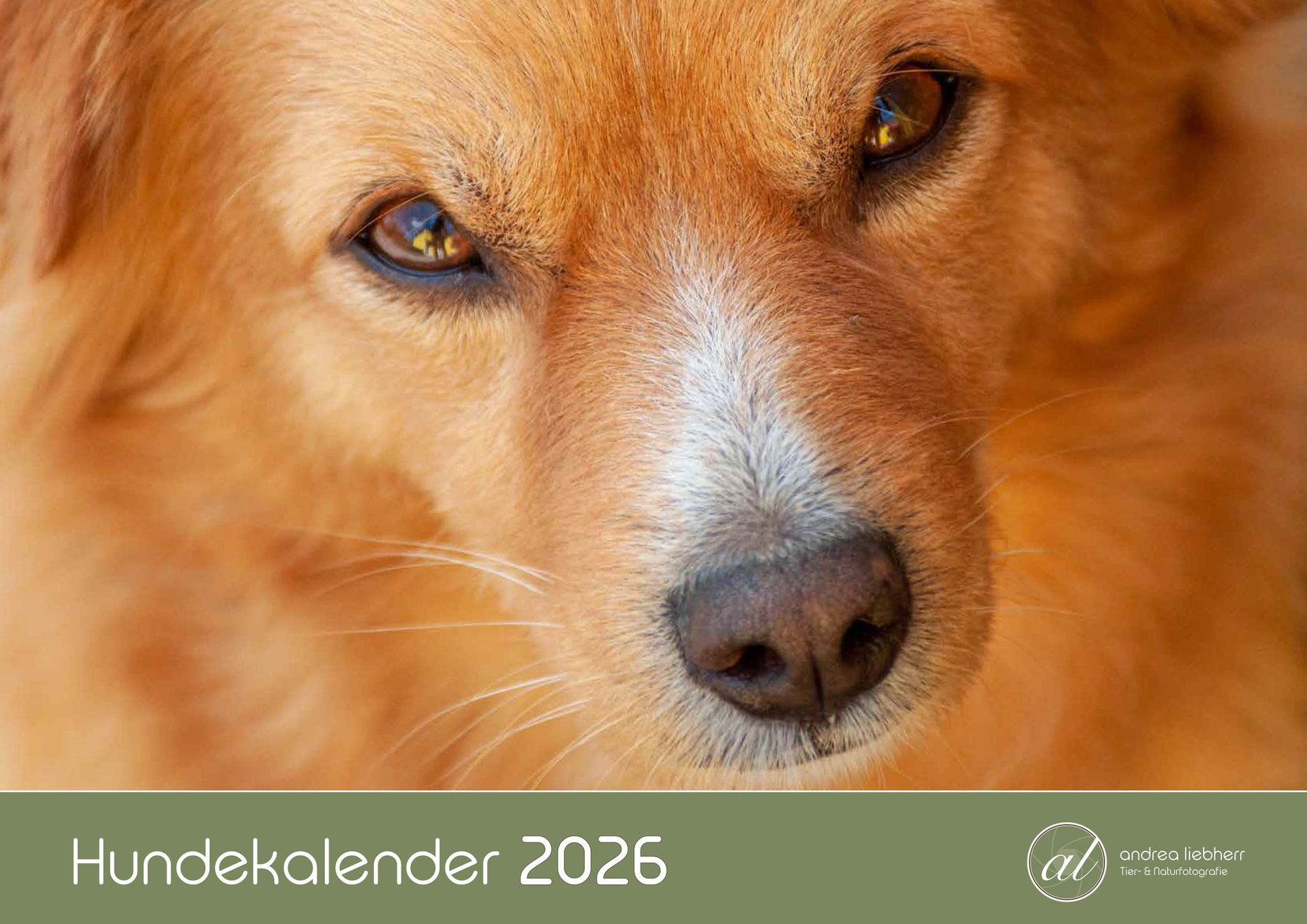 Hundekalender 2026