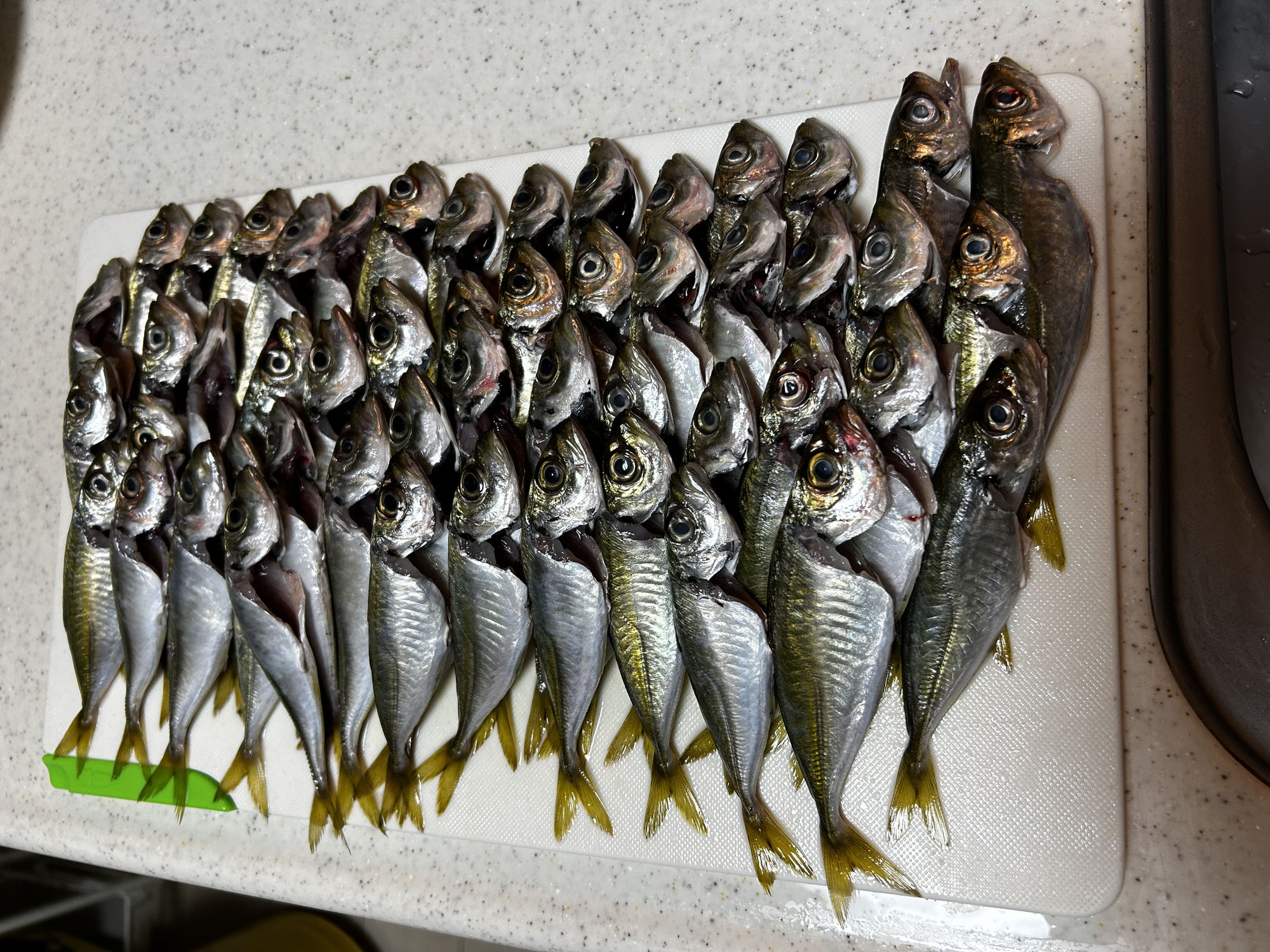 Fishing