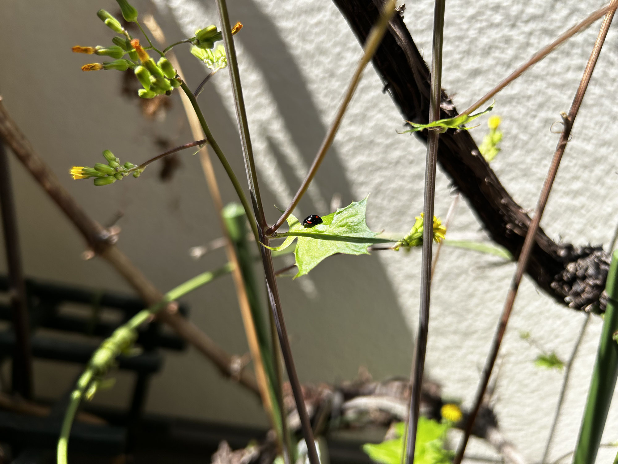 Spring