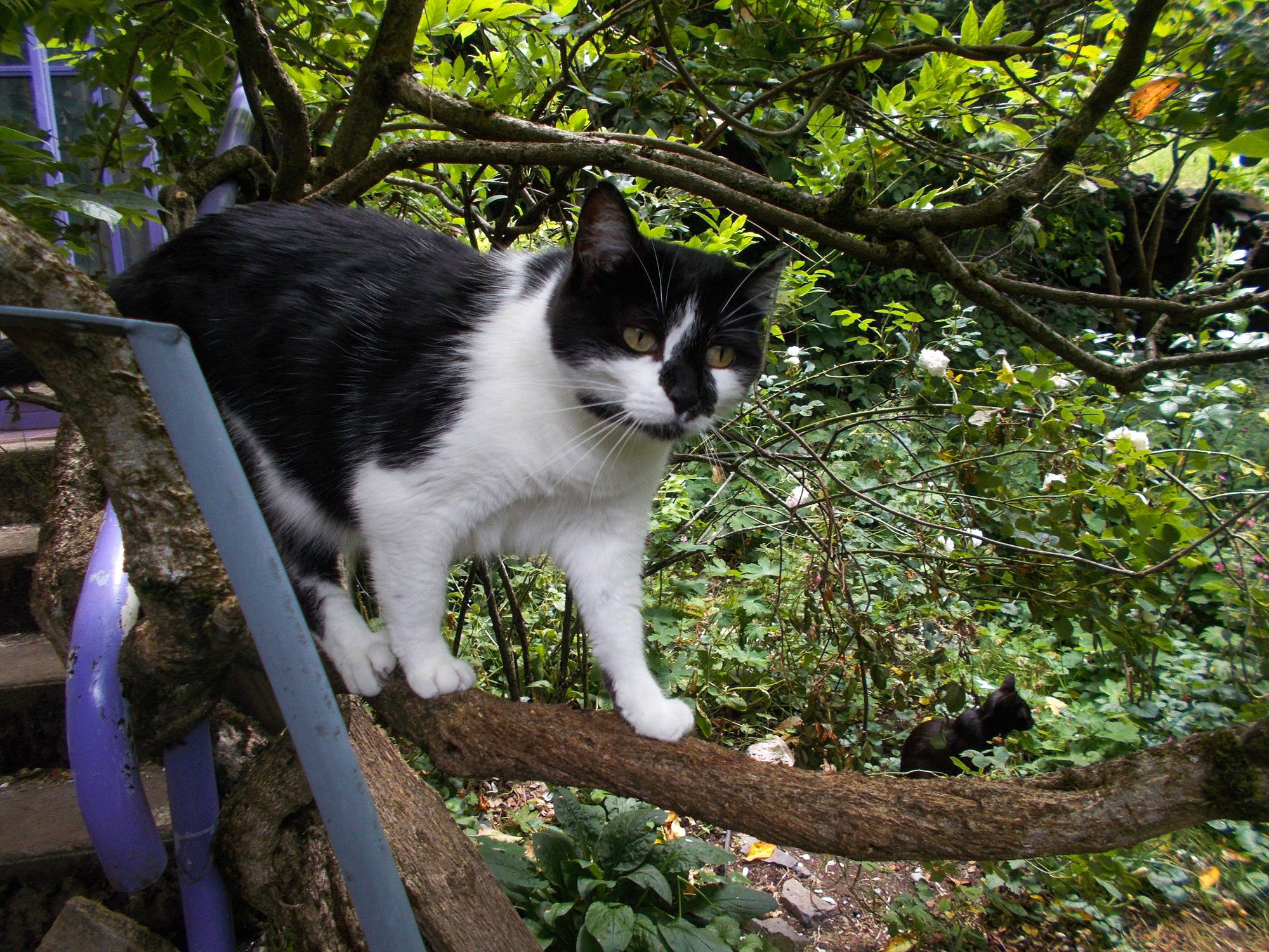 Histoire de chat dans un arbre