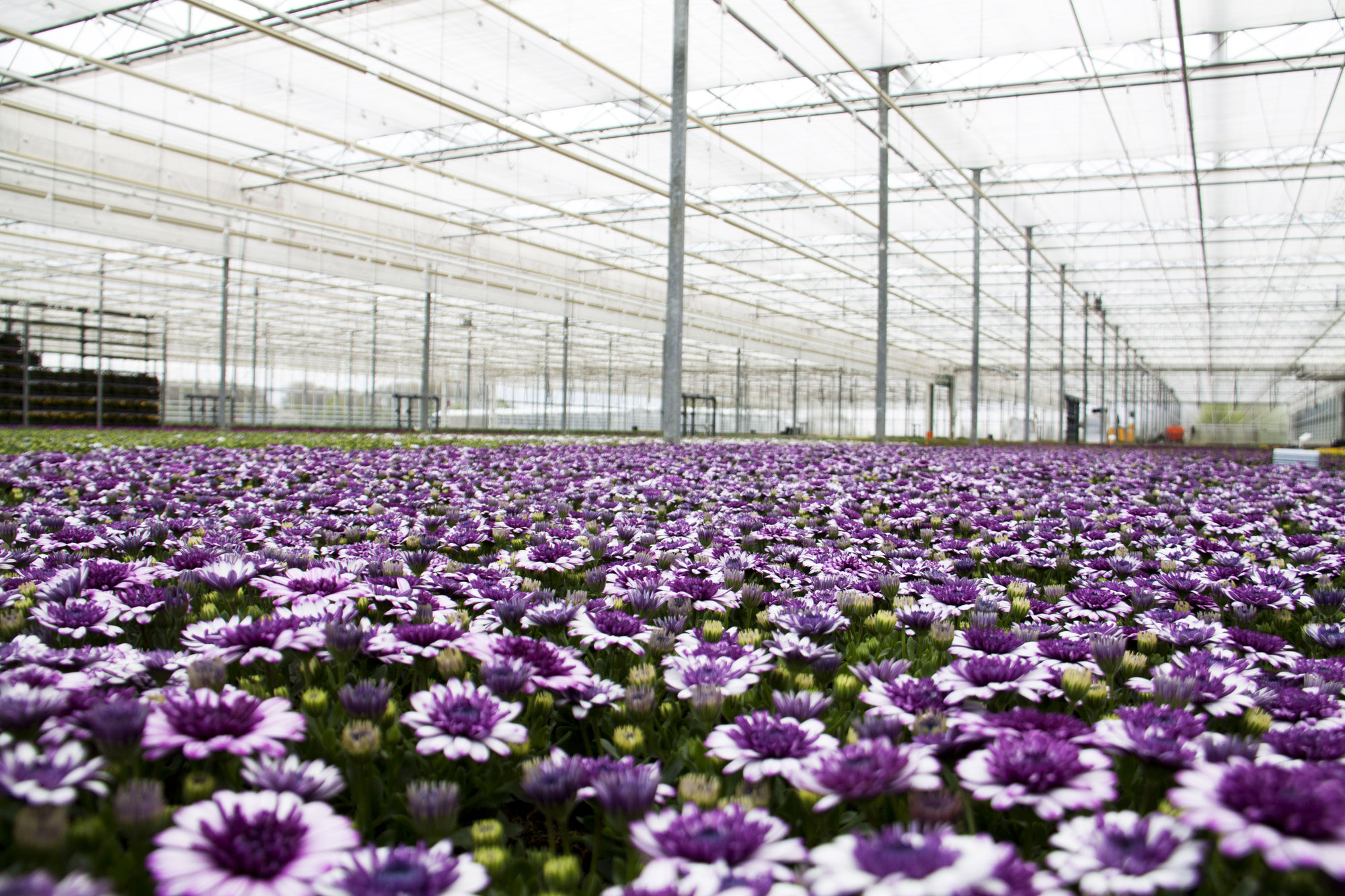 Sitemap mm flowers GmbH