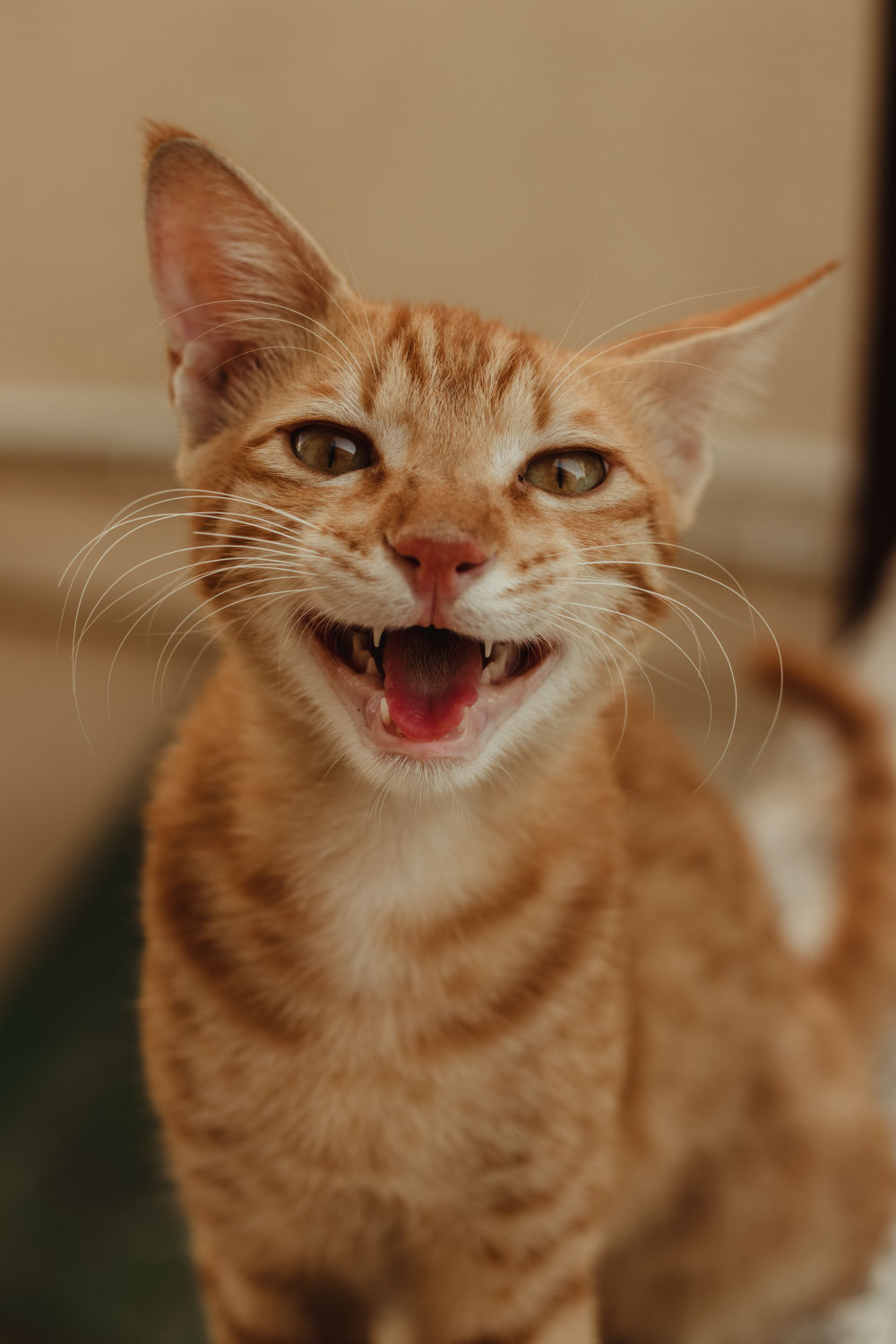 Faire appel à un comportementaliste pour un chat, ça sert à rien… vraiment ?