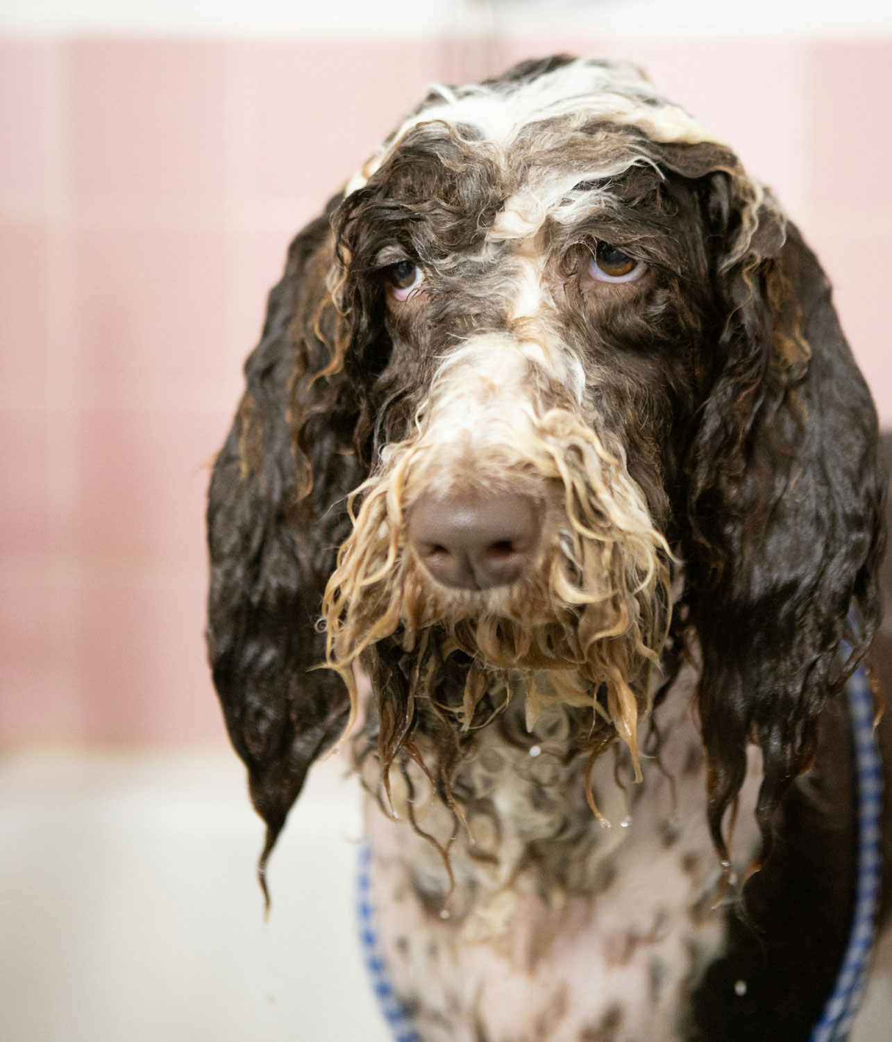 Dois-je laver mon chien?