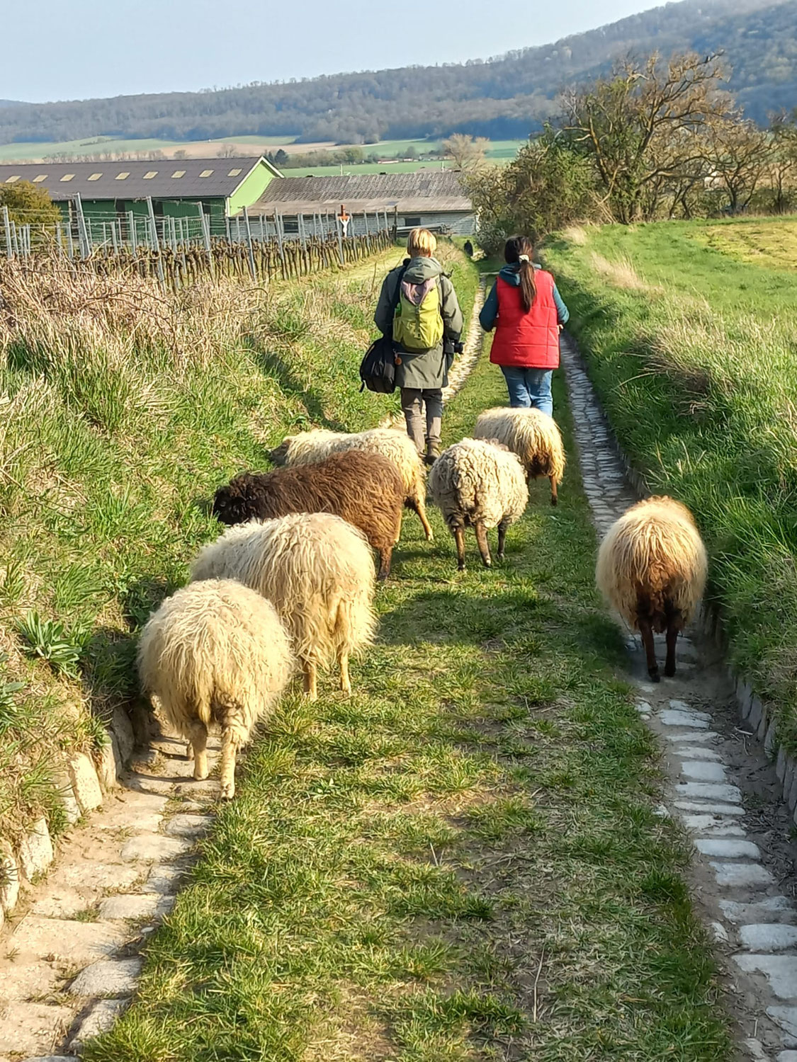 Was ist tiergestützte Arbeit wert?