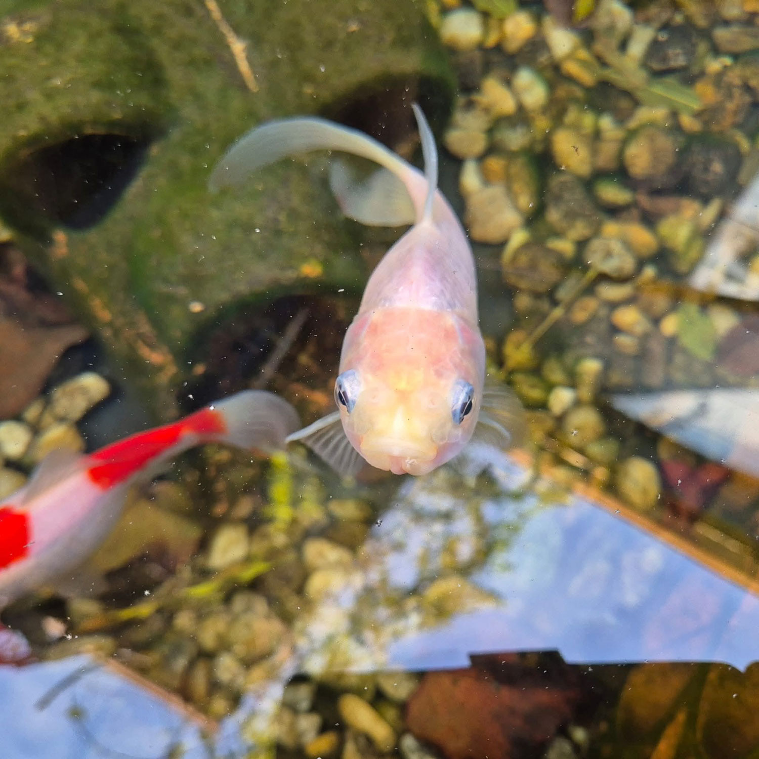 Alles für die Fisch?