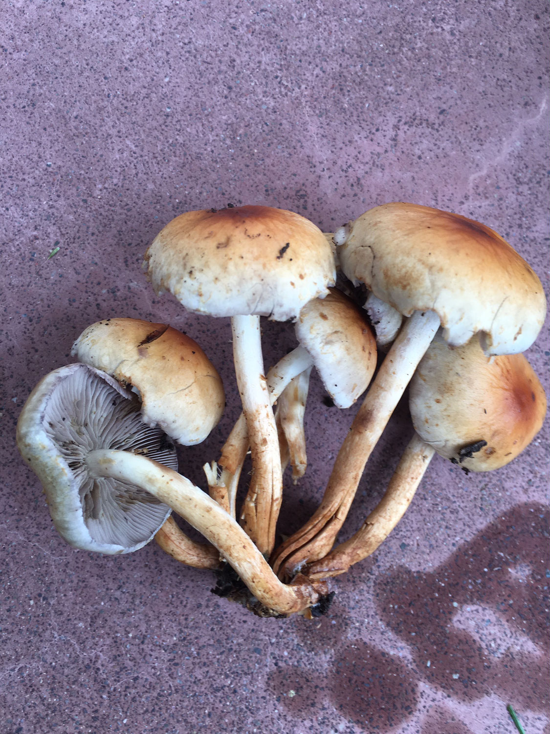コナラ クヌギ林 Horai Sennin Mushroom ページ コナラ クヌギ林 Horai Sennin Mushroom ページ
